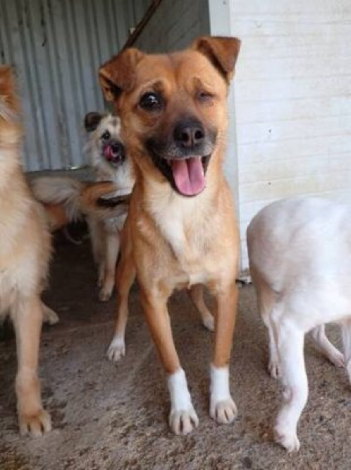 Adoption Nusky