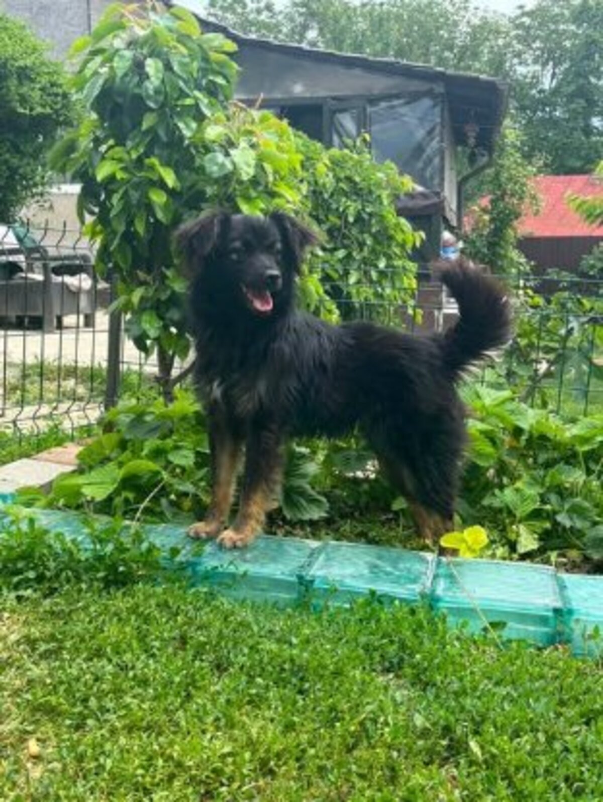 Adoption Nyx