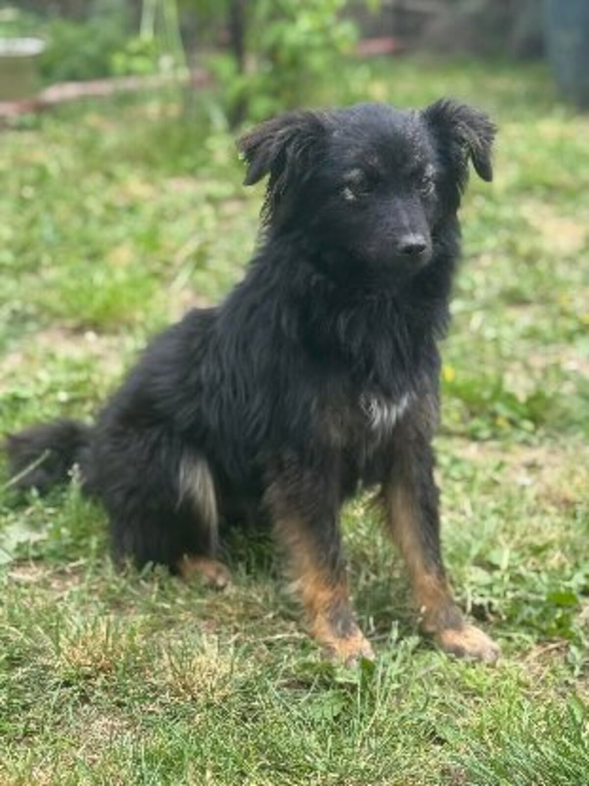 Adoption Nyx