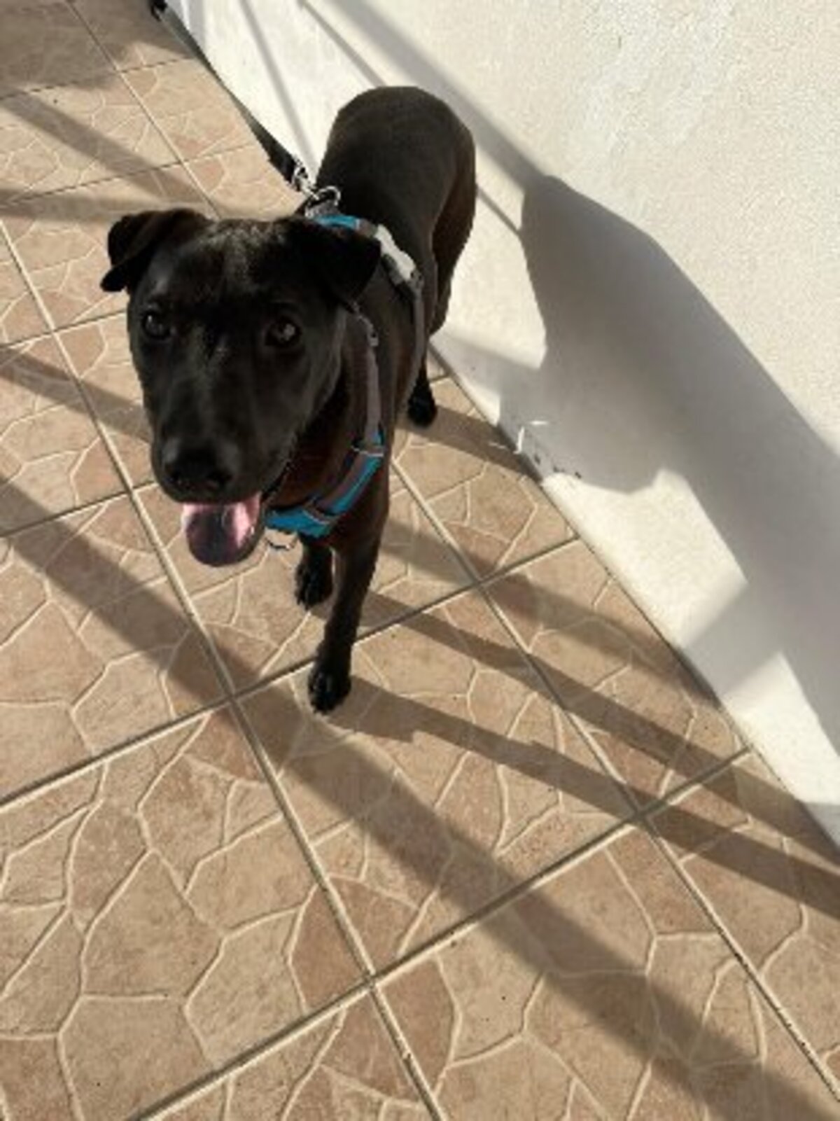 Adoption Nyxe