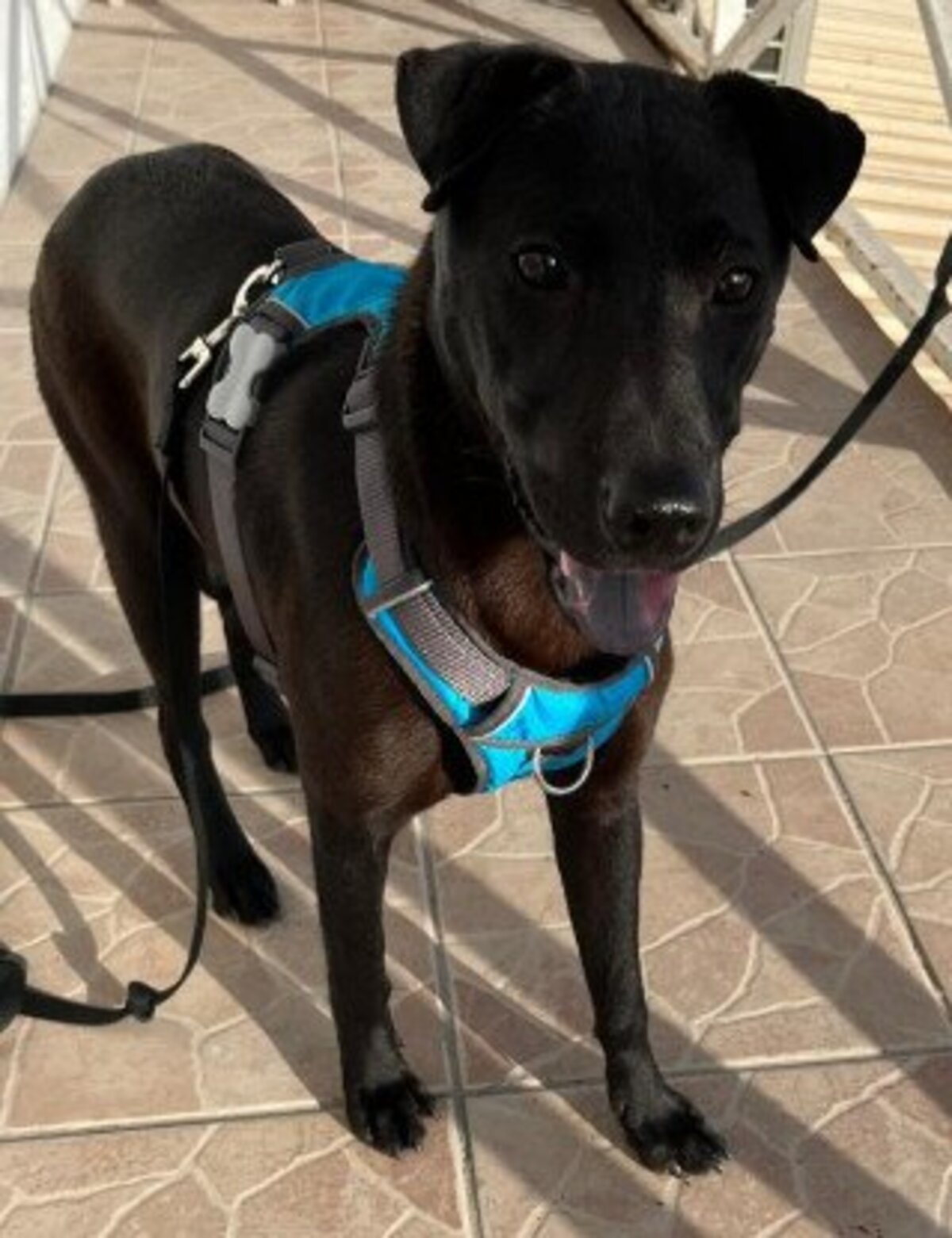 Adoption Nyxe