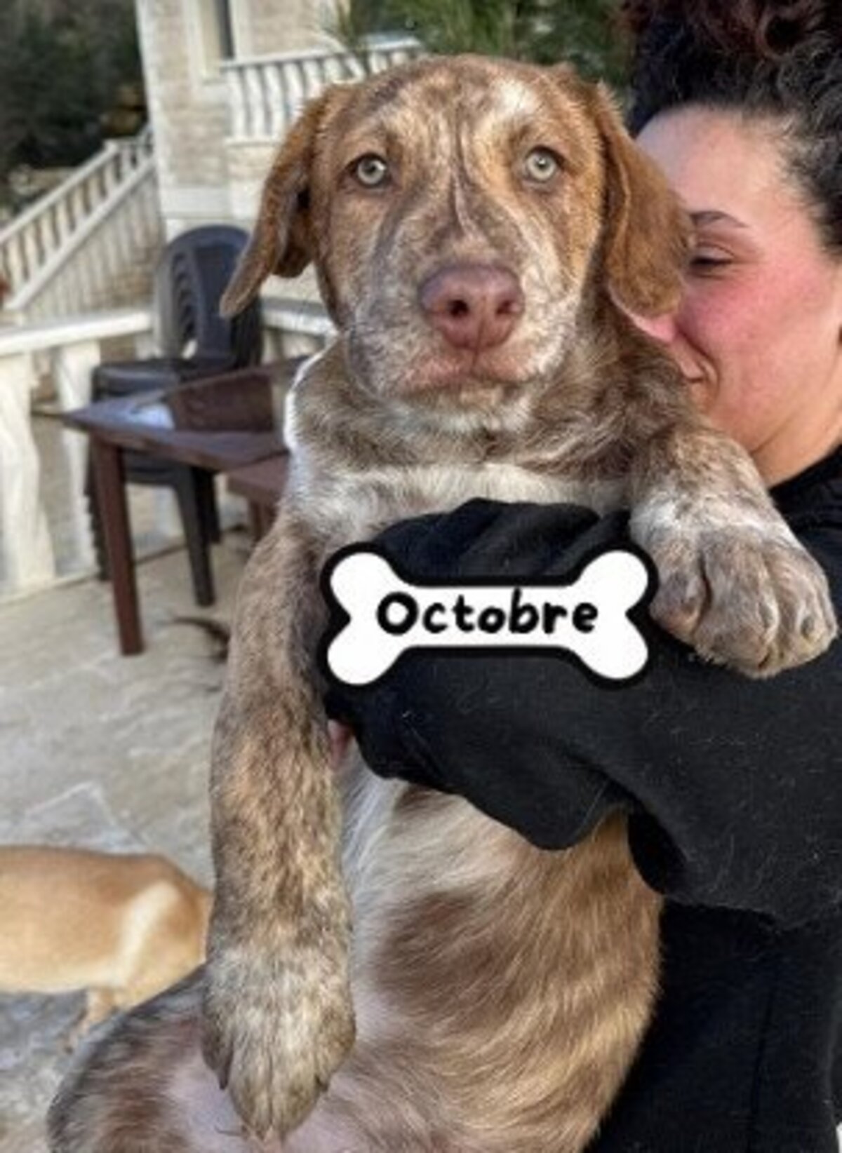 Adoption Octobre