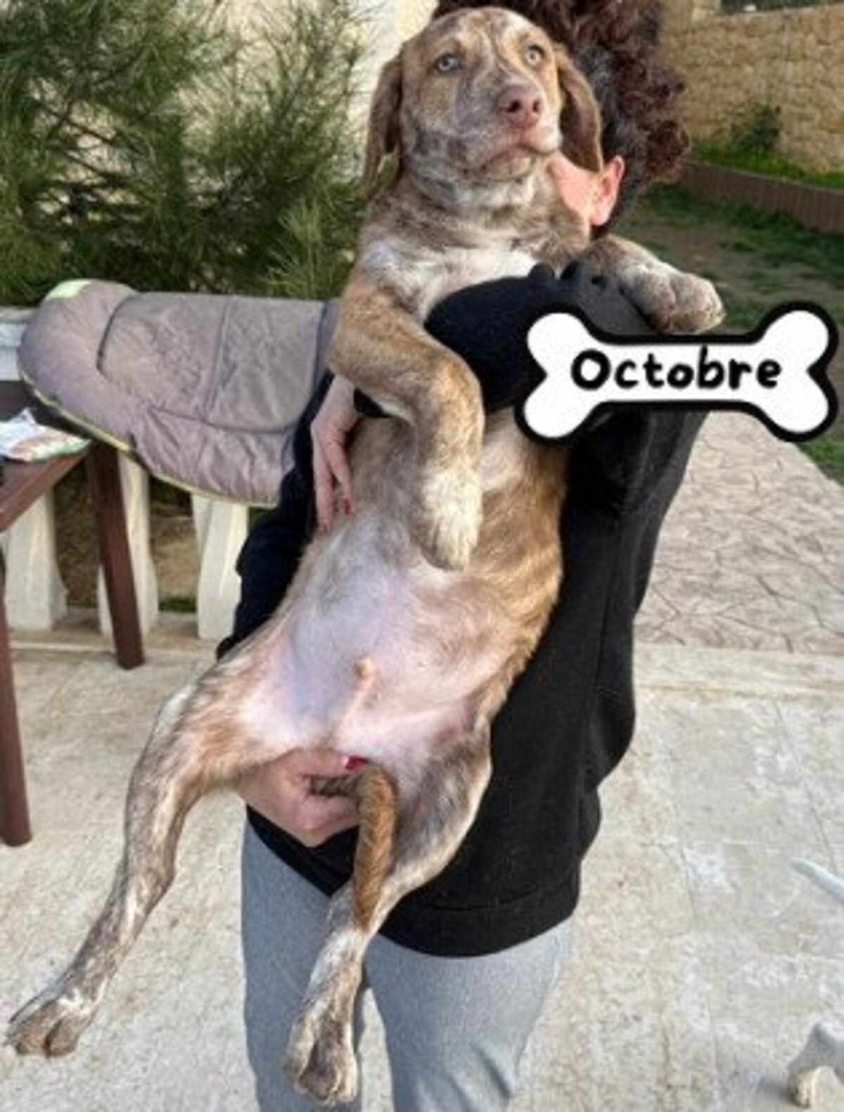 Adoption Octobre