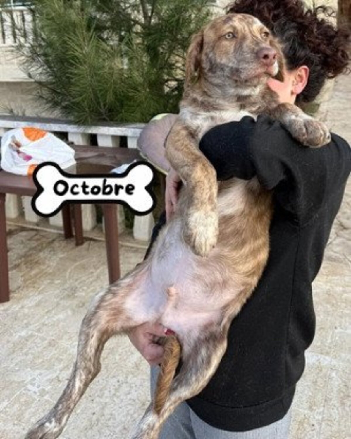 Adoption Octobre