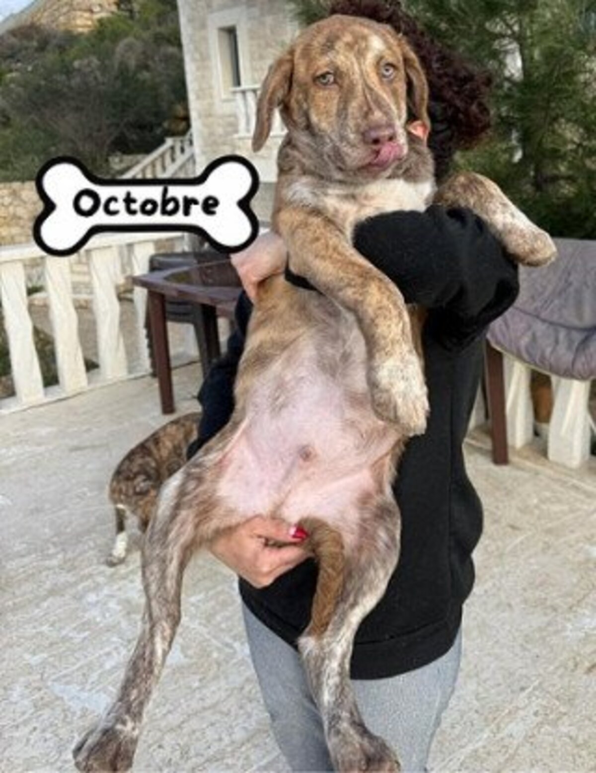 Adoption Octobre