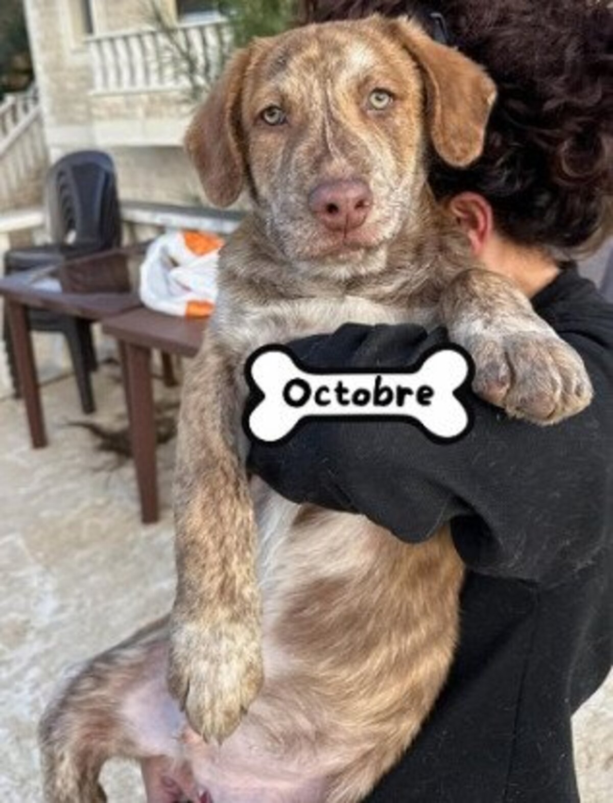 Adoption Octobre