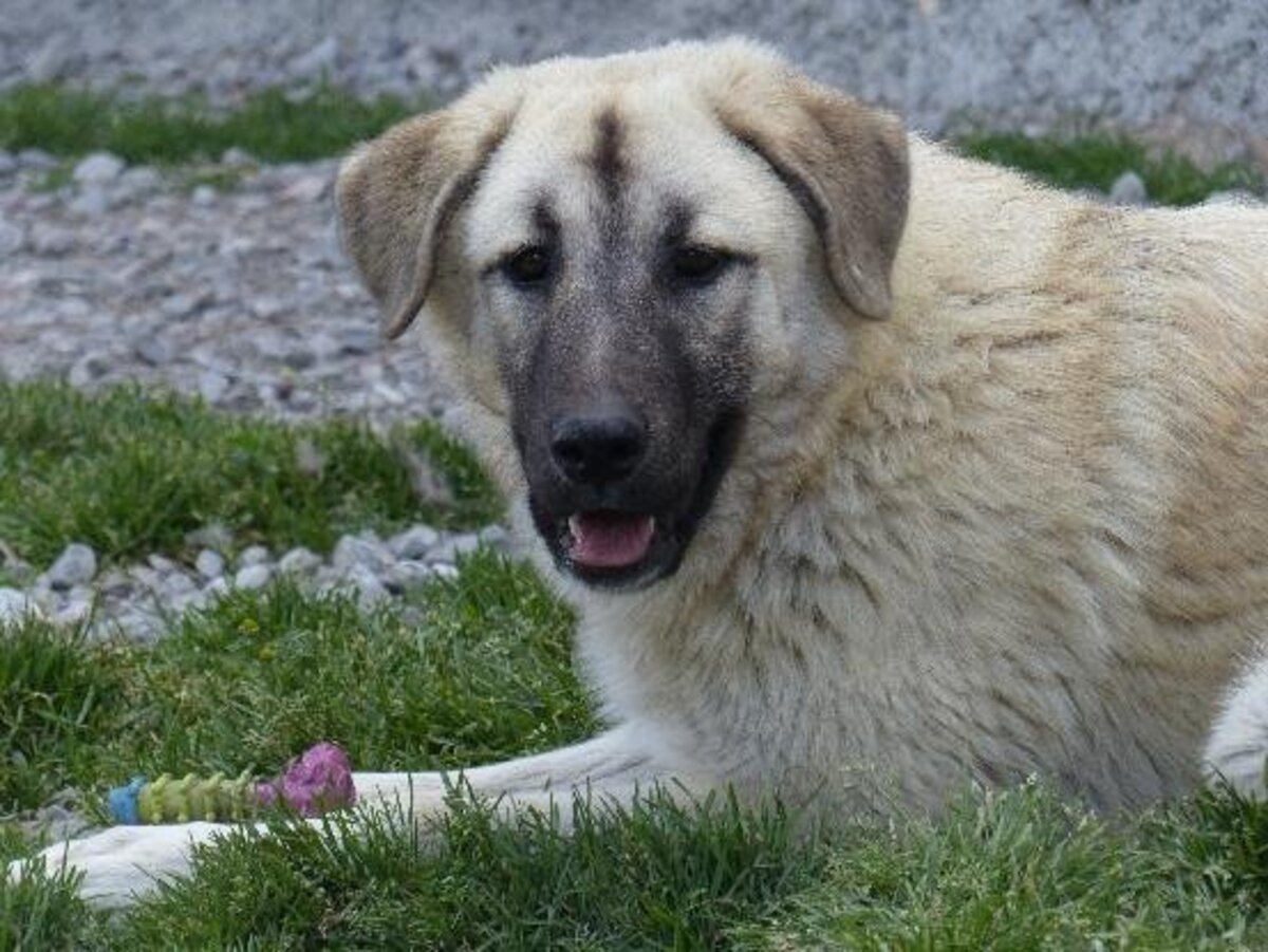Adoption Odeon