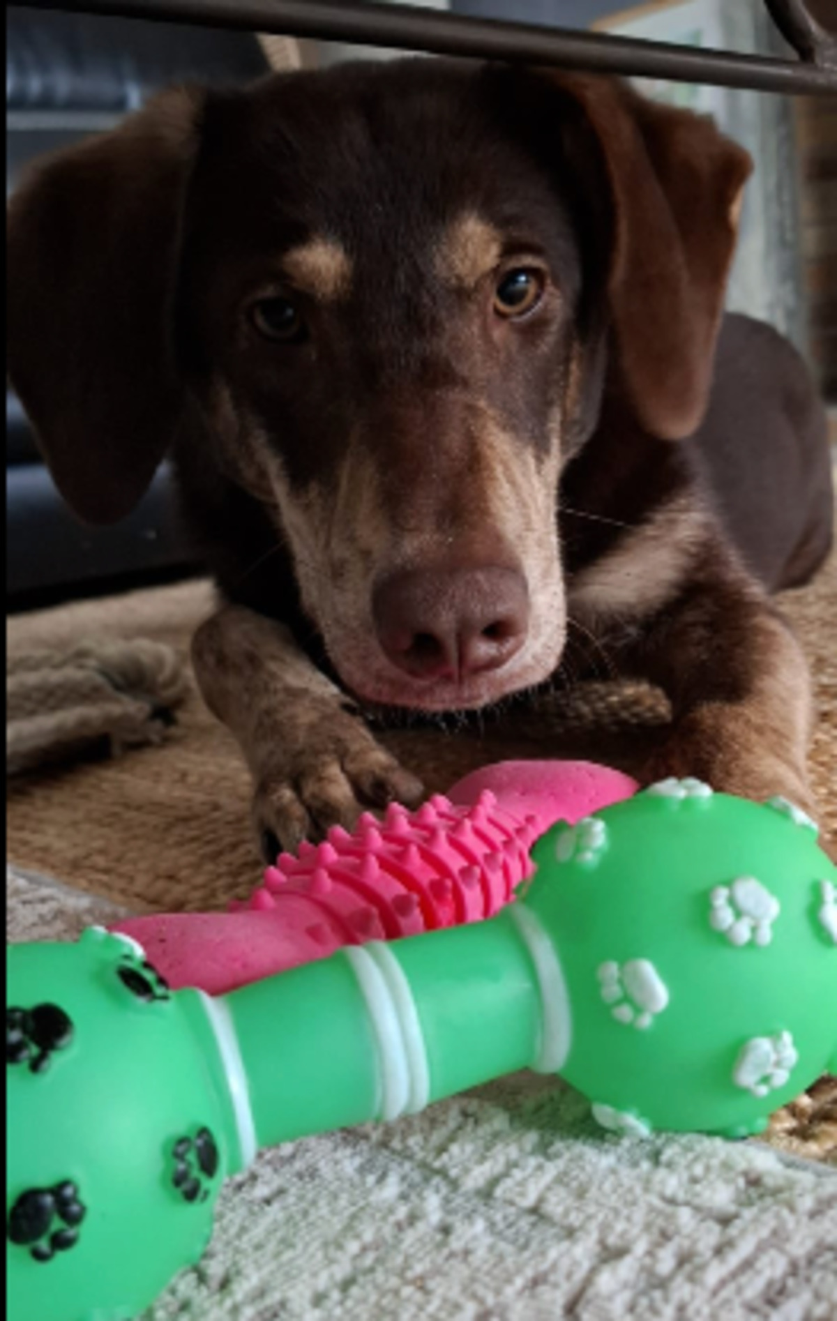 Adoption Odile