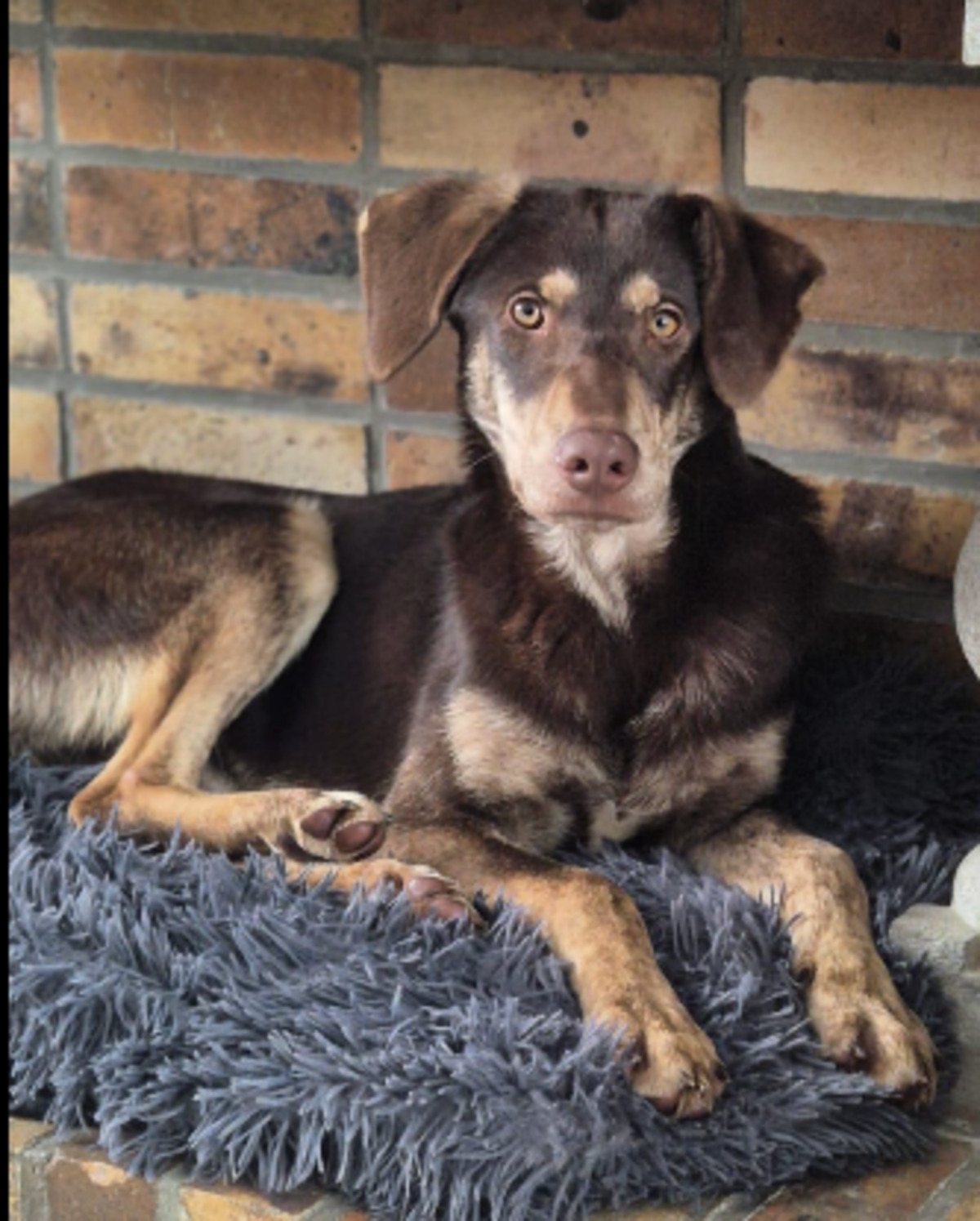 Adoption Odile