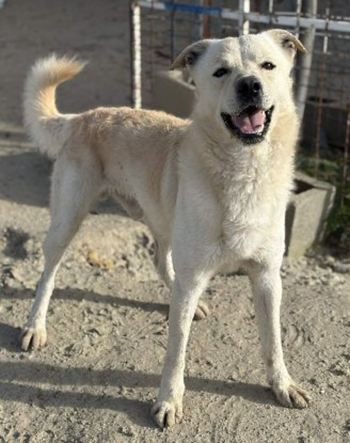 Adoption Odin