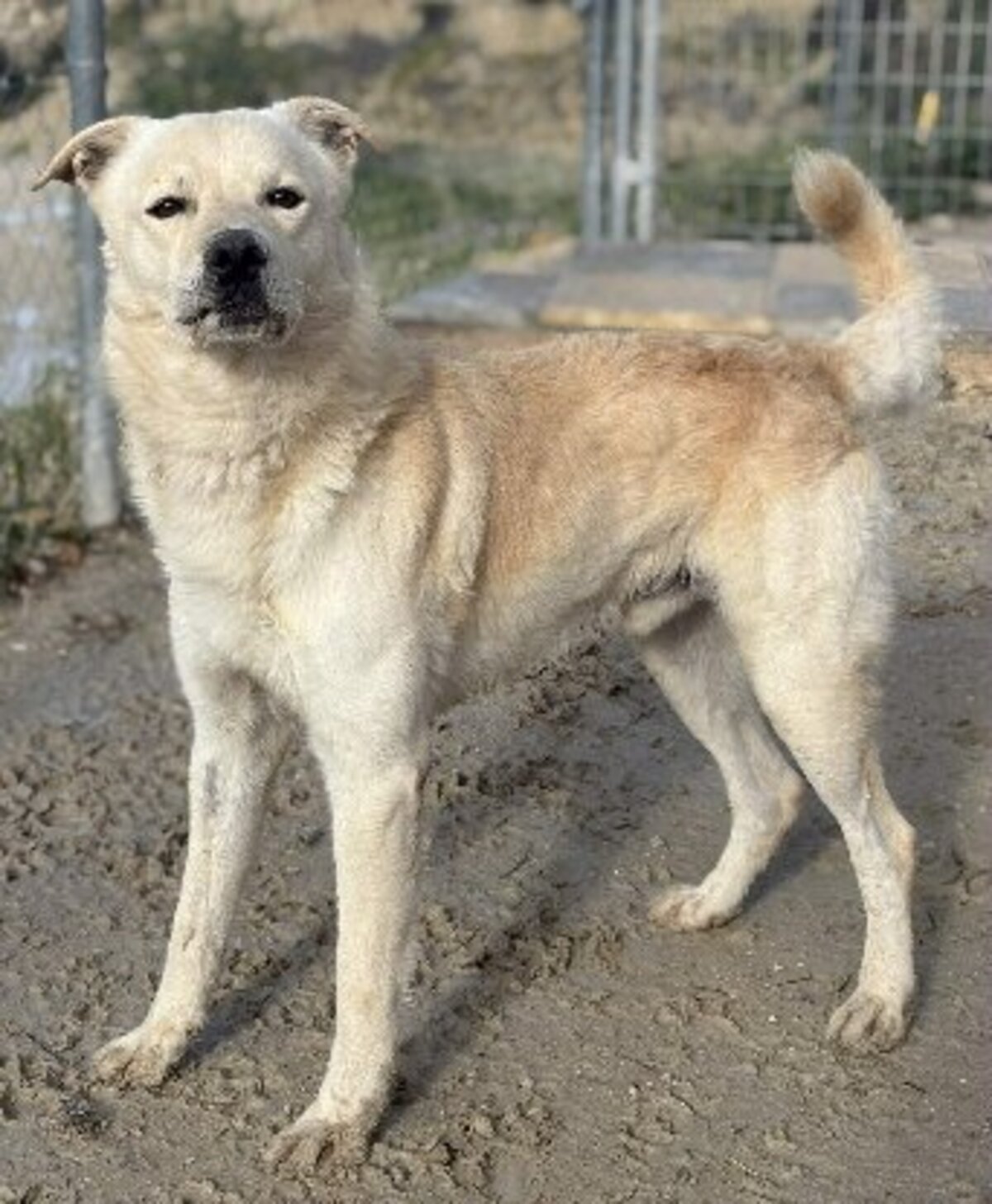 Adoption Odin