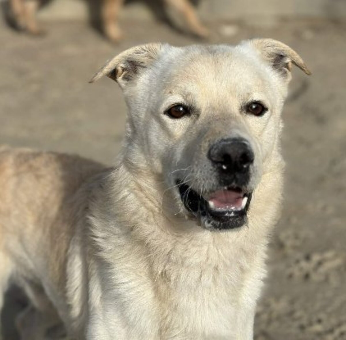 Adoption Odin
