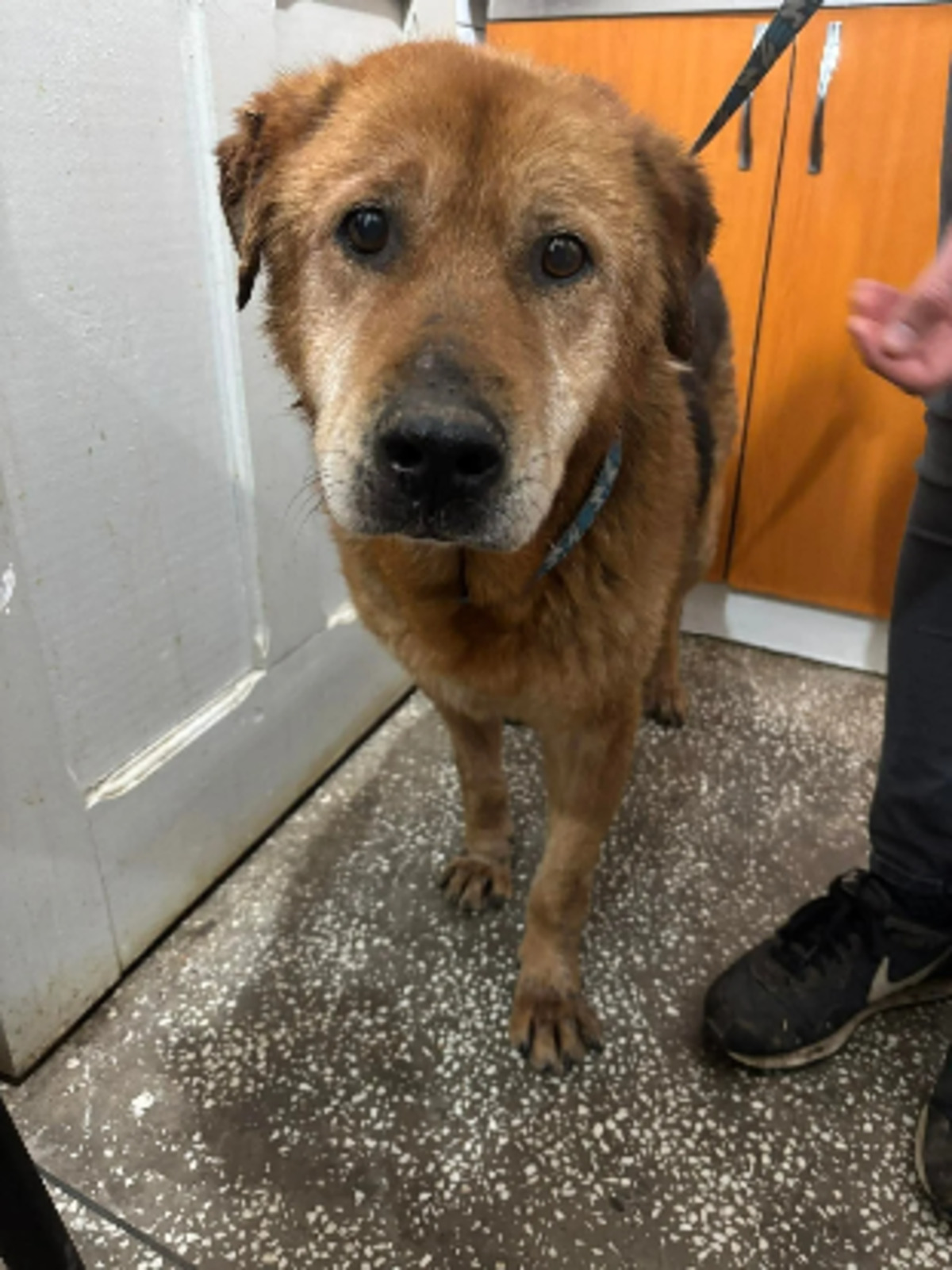 Adoption Odin