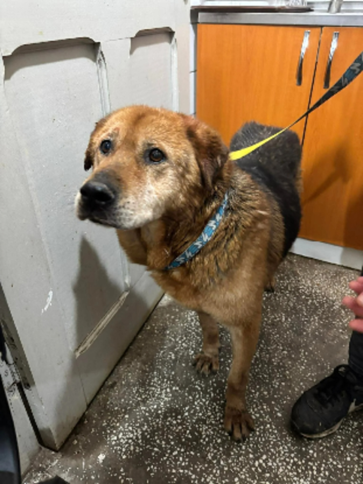 Adoption Odin