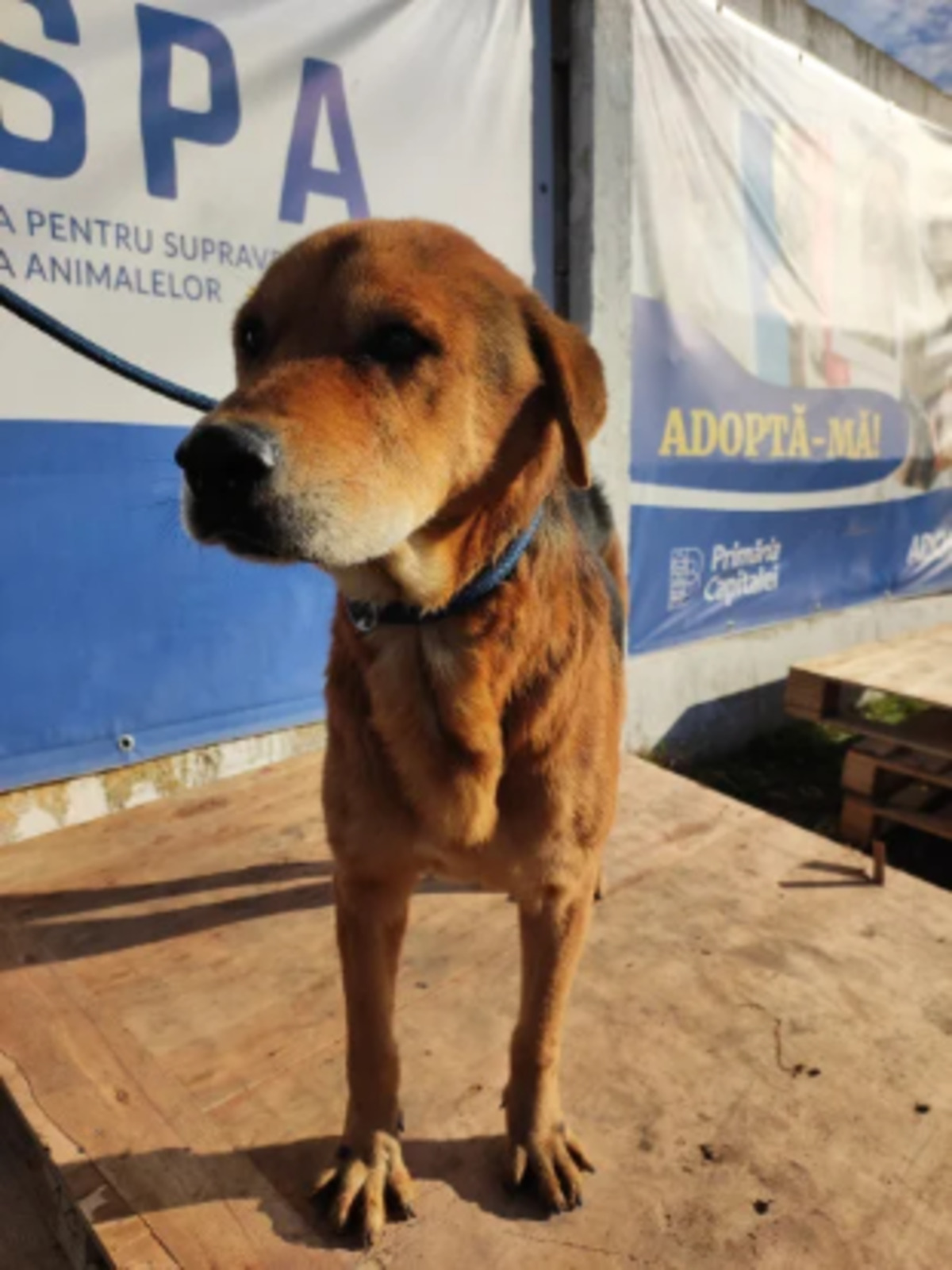 Adoption Odin
