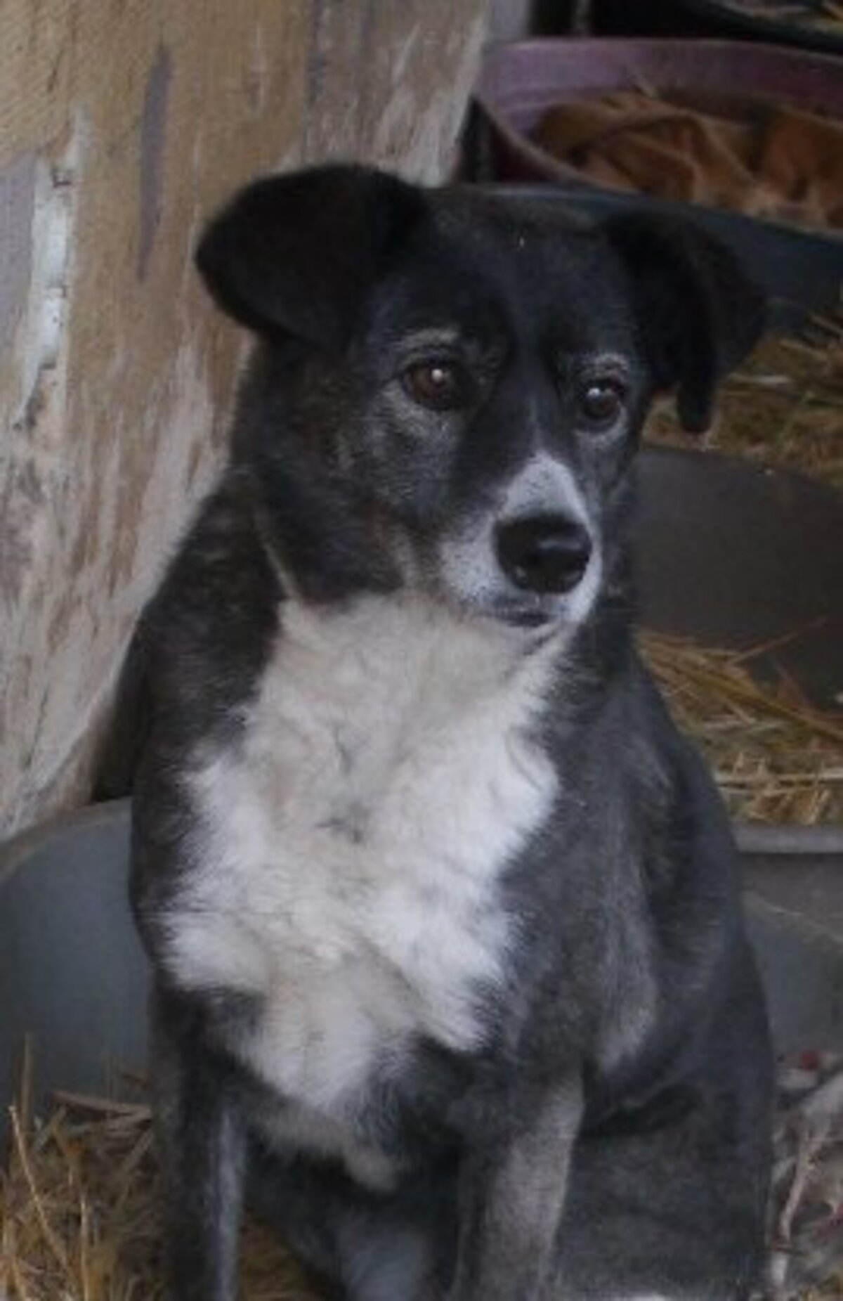 Adoption Ofélia