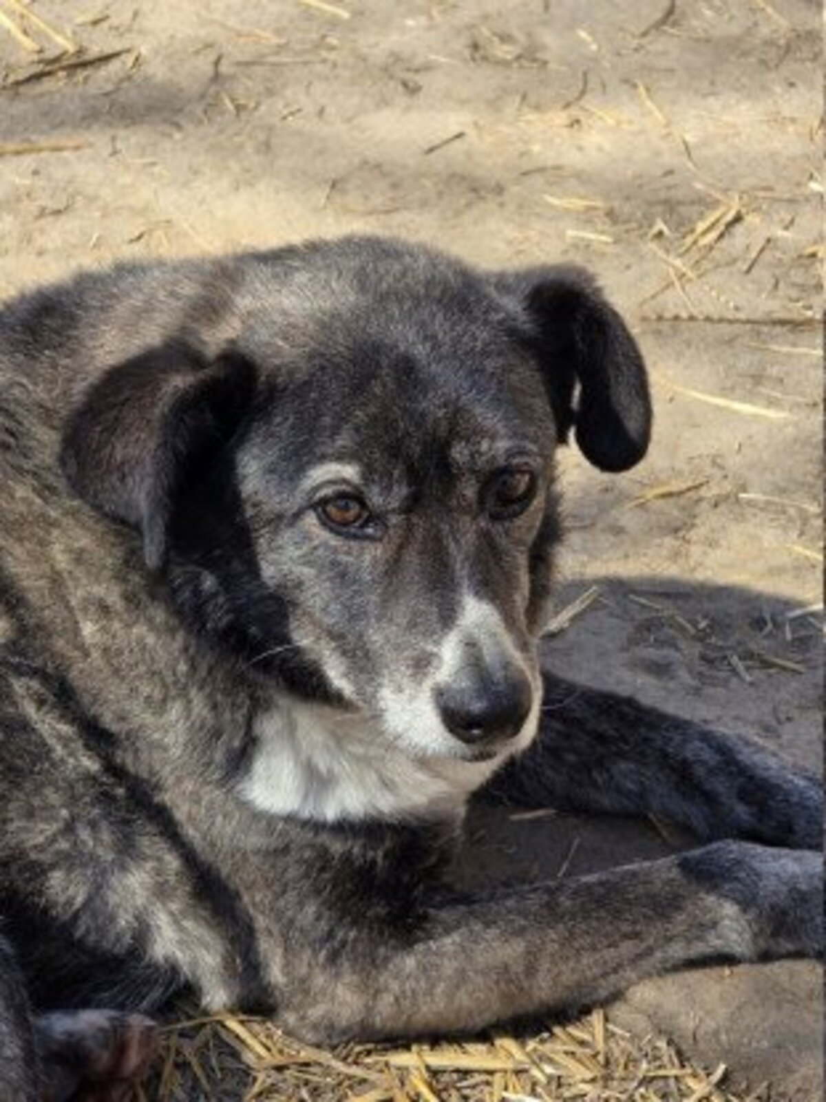 Adoption Ofélia