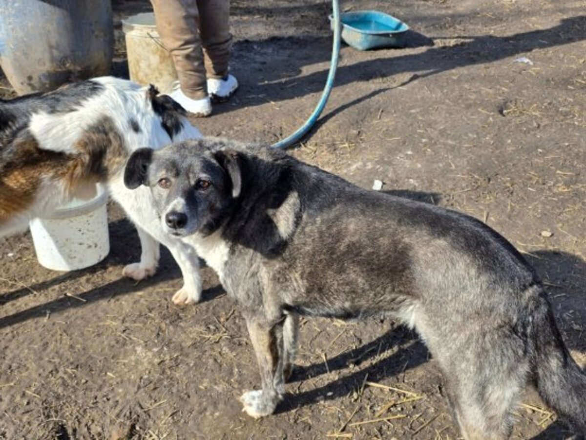 Adoption Ofélia