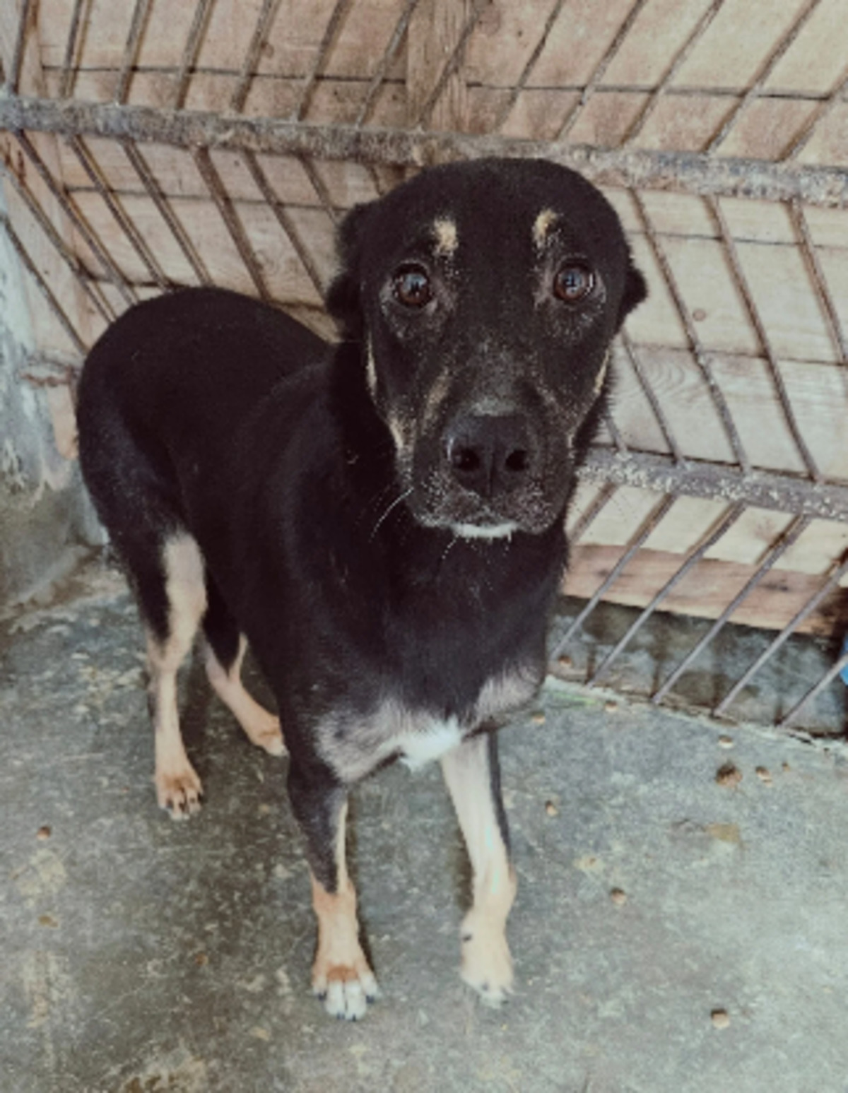 Adoption Ohio