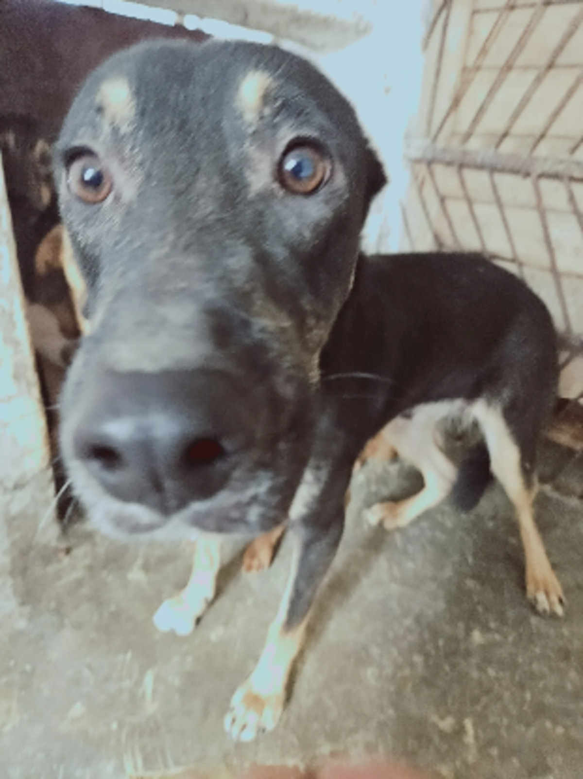 Adoption Ohio