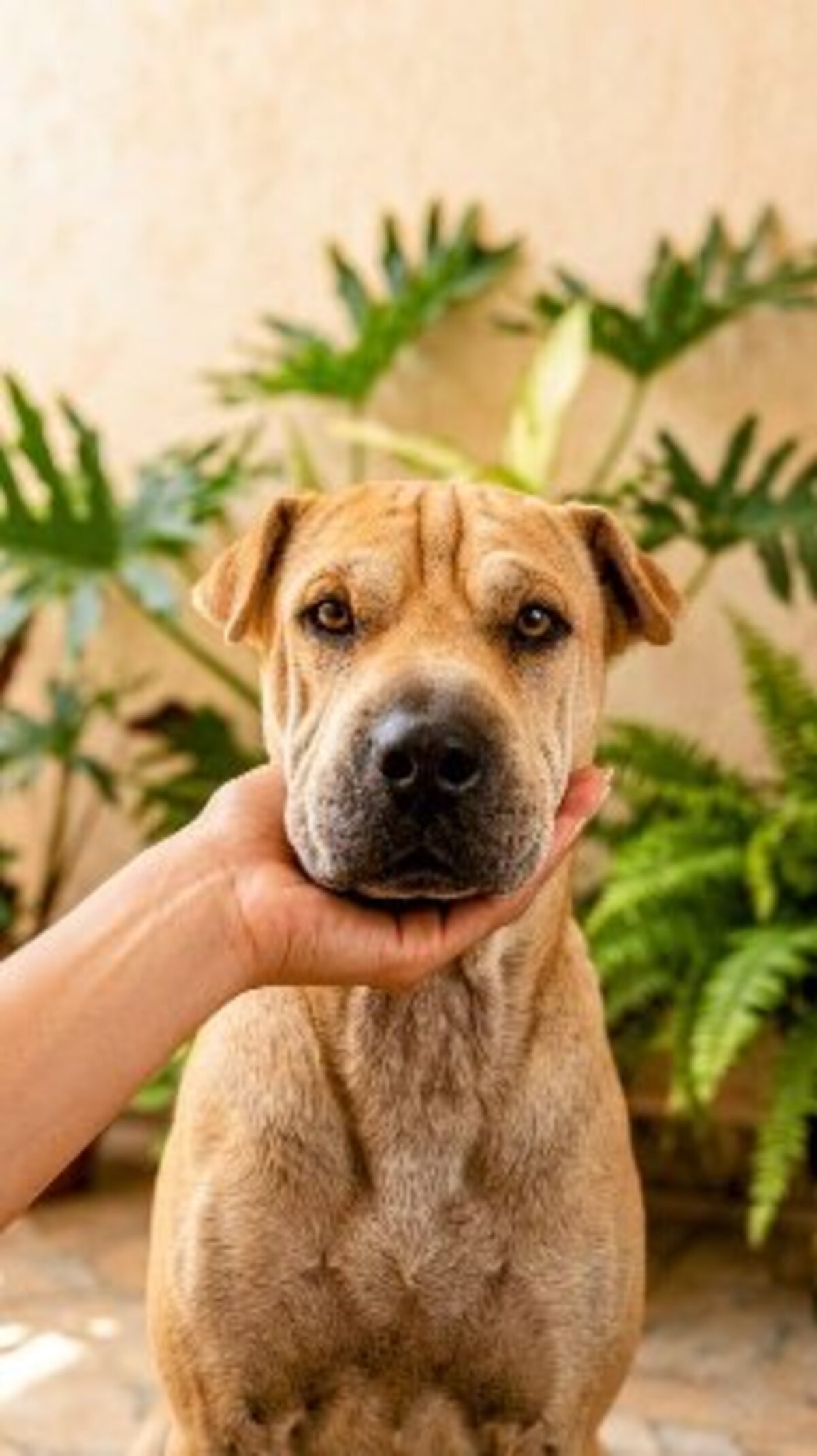 Adoption Oka