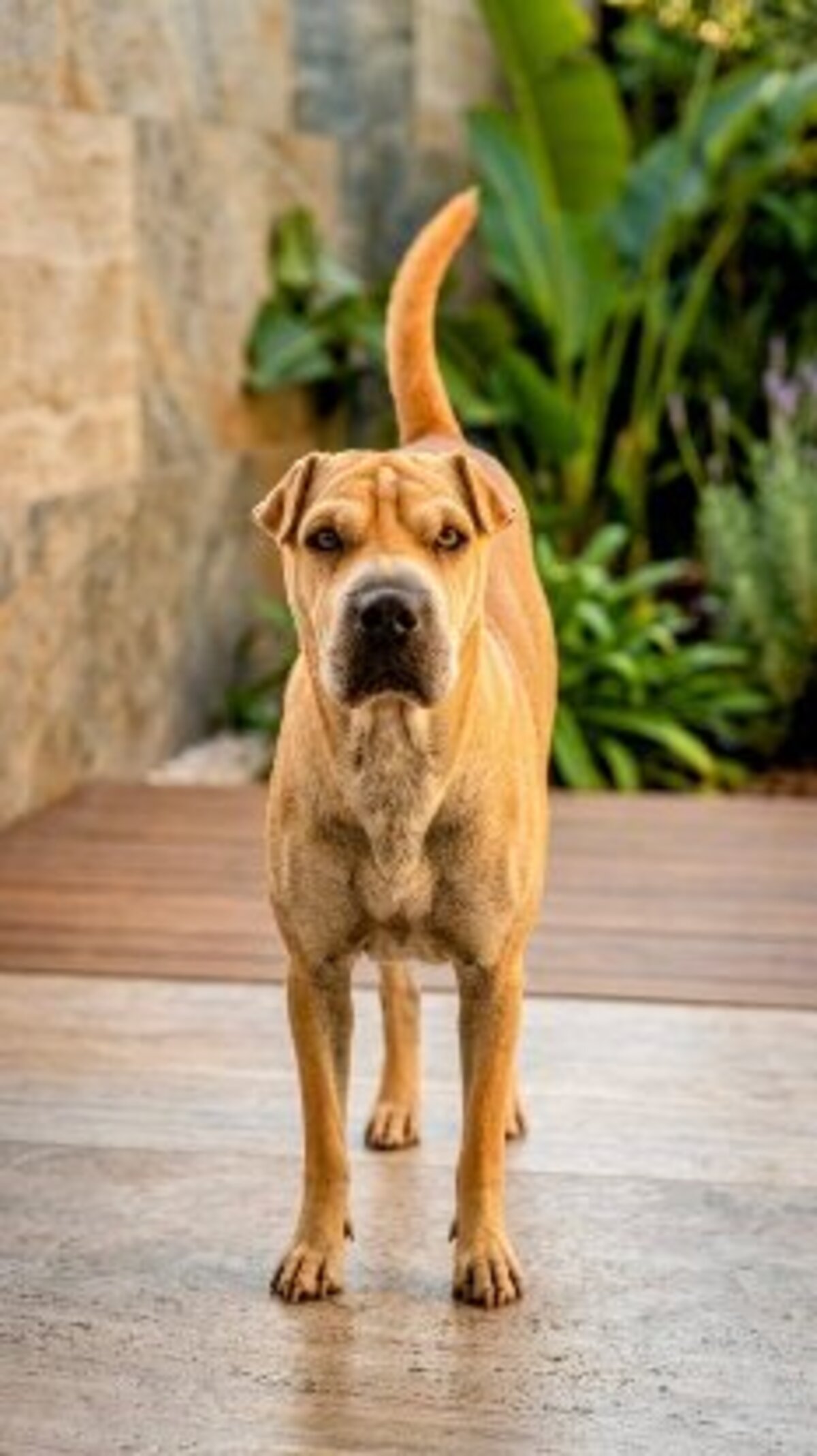 Adoption Oka
