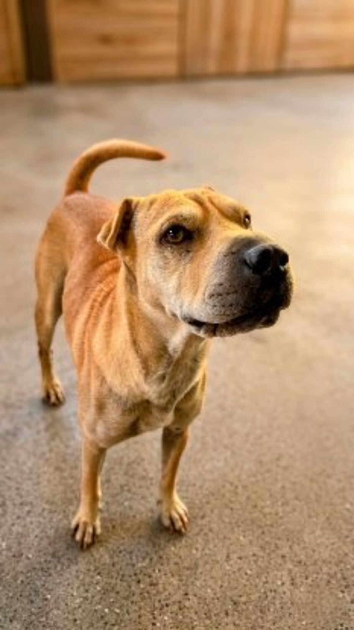 Adoption Oka