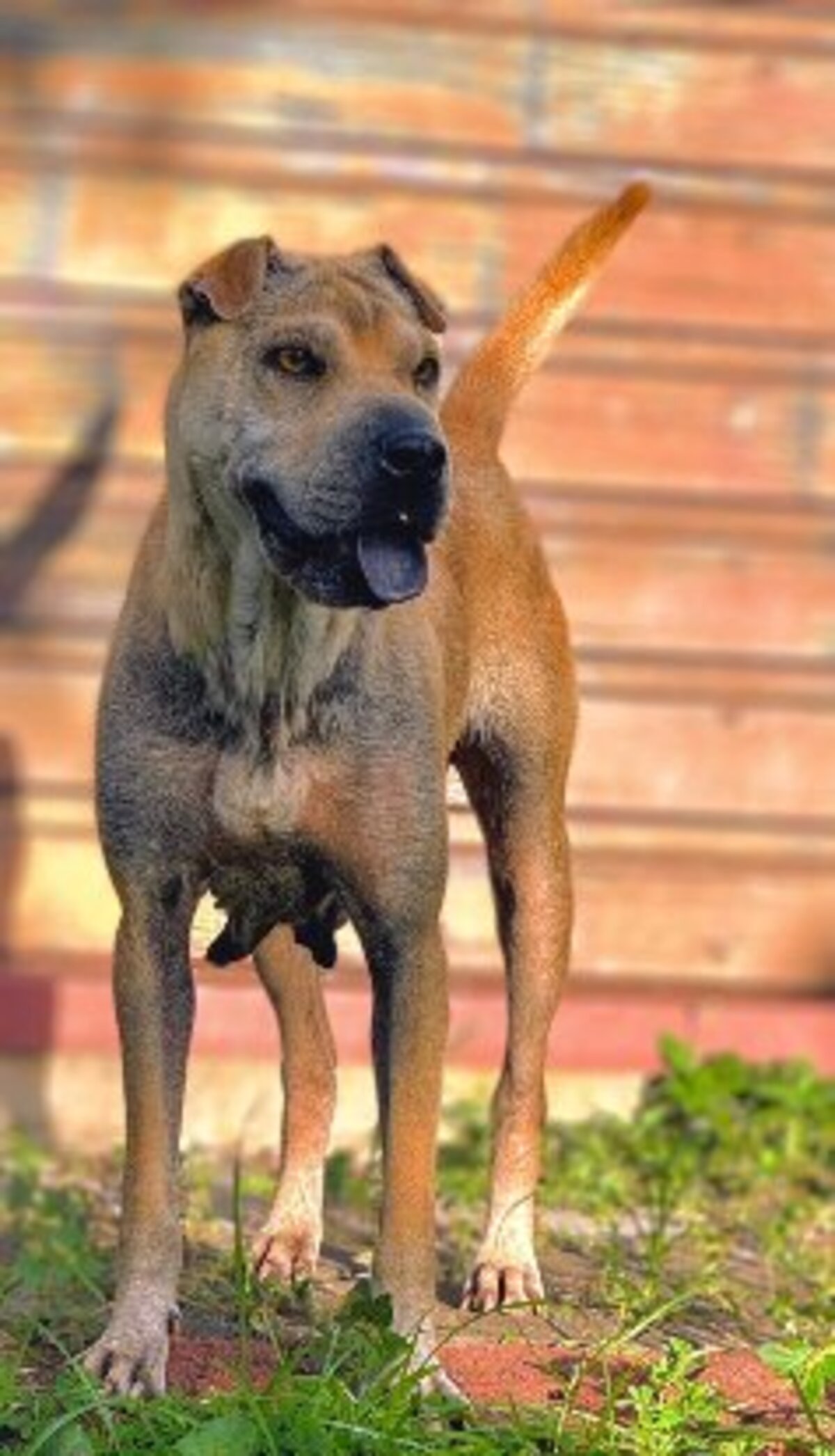Adoption Oka