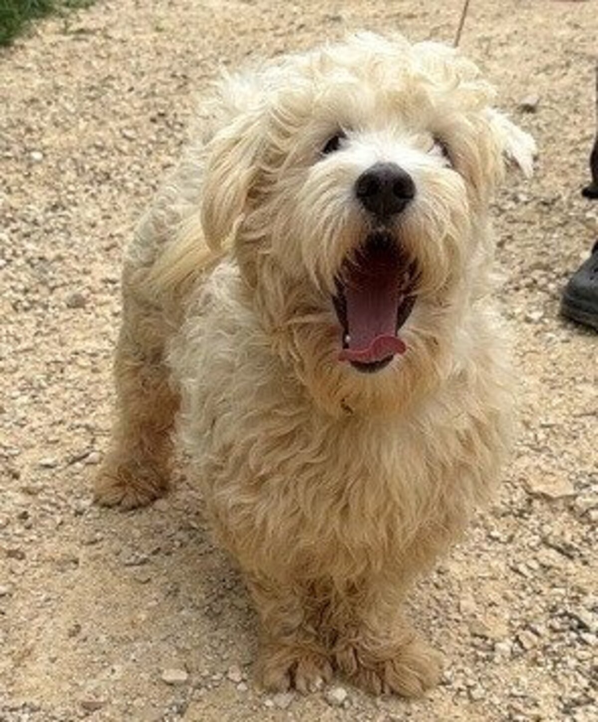 Adoption Olecco