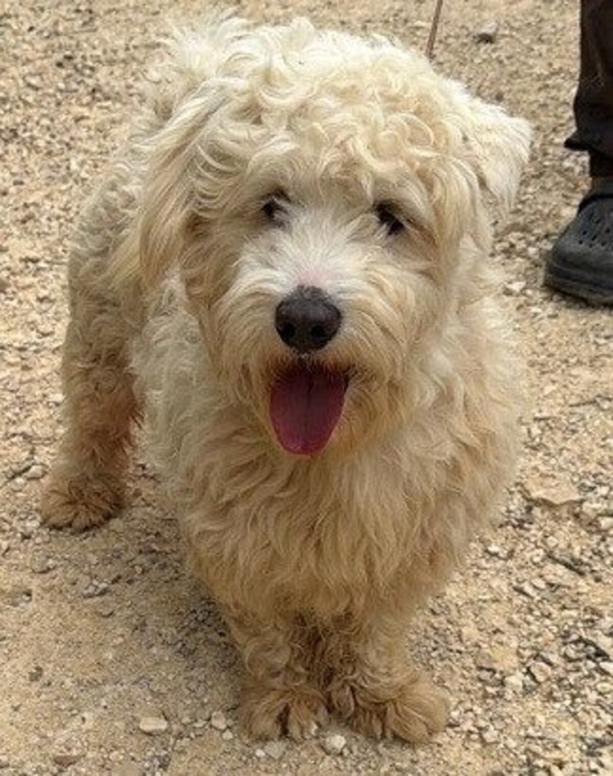 Adoption Olecco