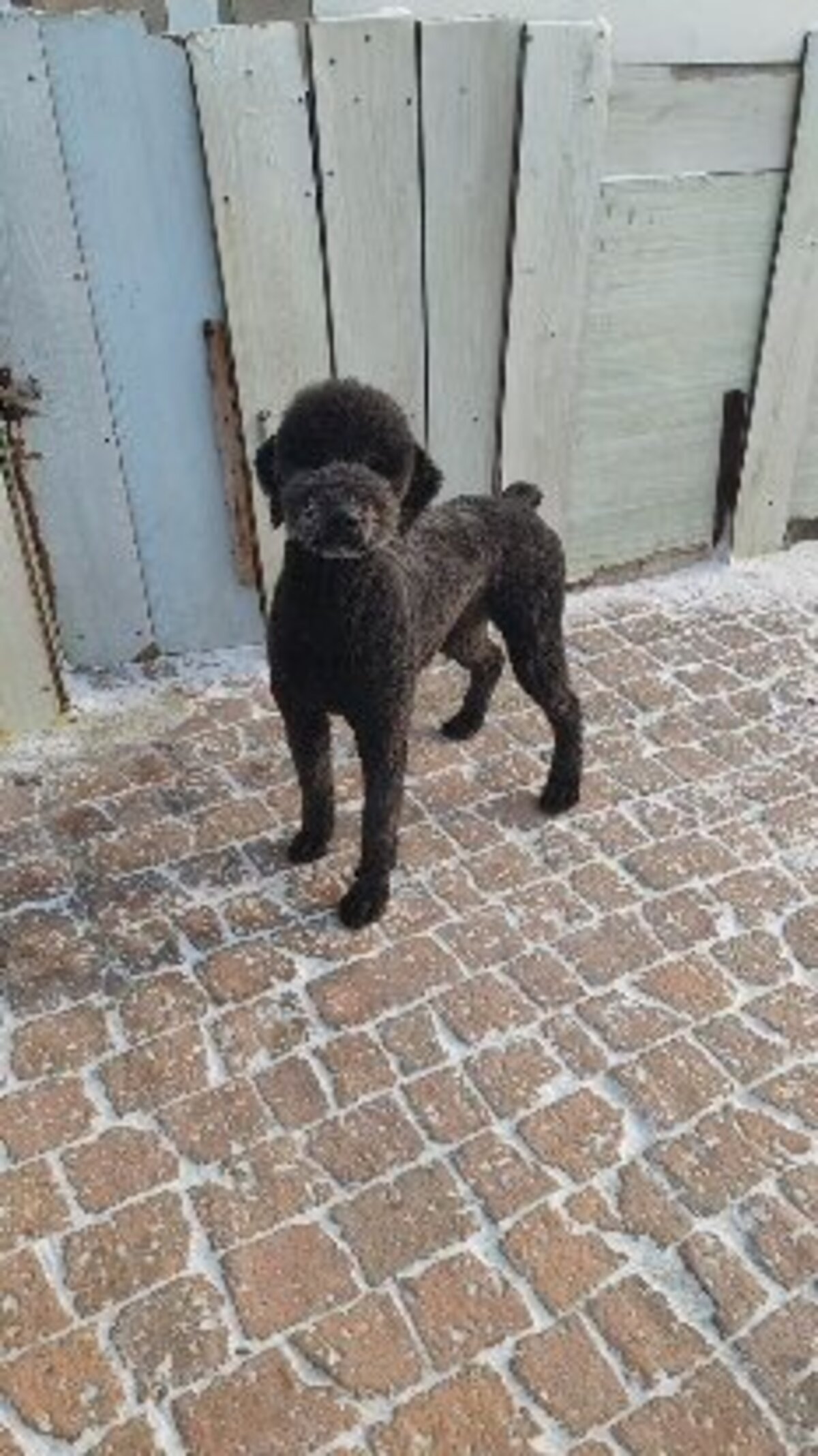 Adoption Oliver, de Chine!