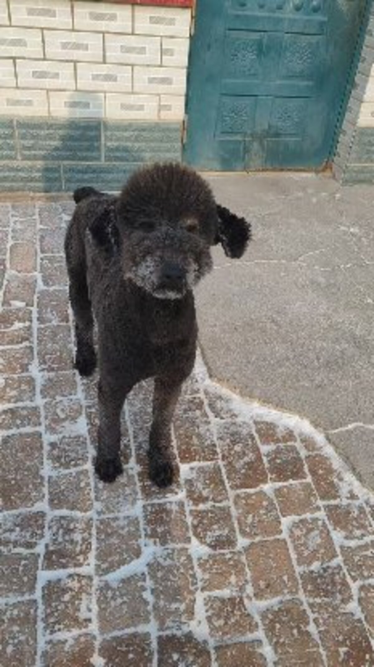 Adoption Oliver, de Chine!