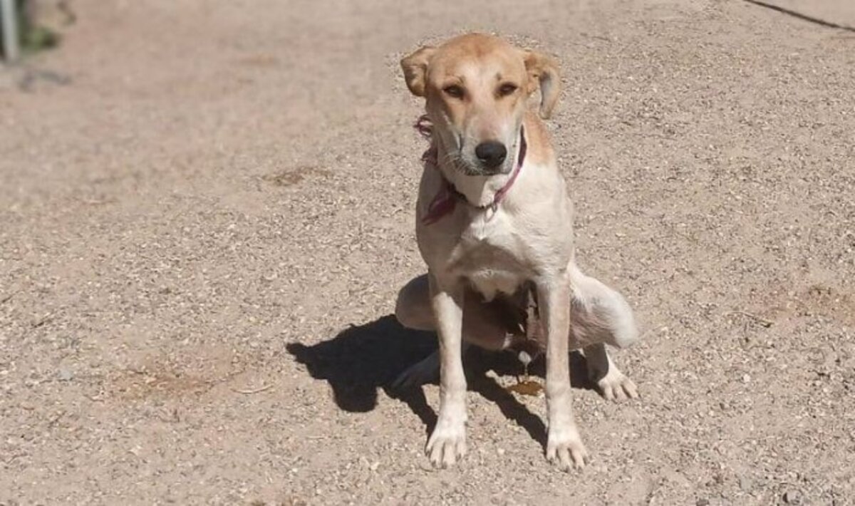 Adoption Olli