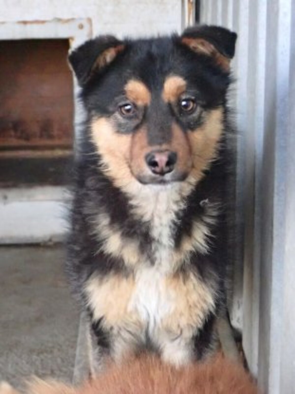 Adoption Olyne