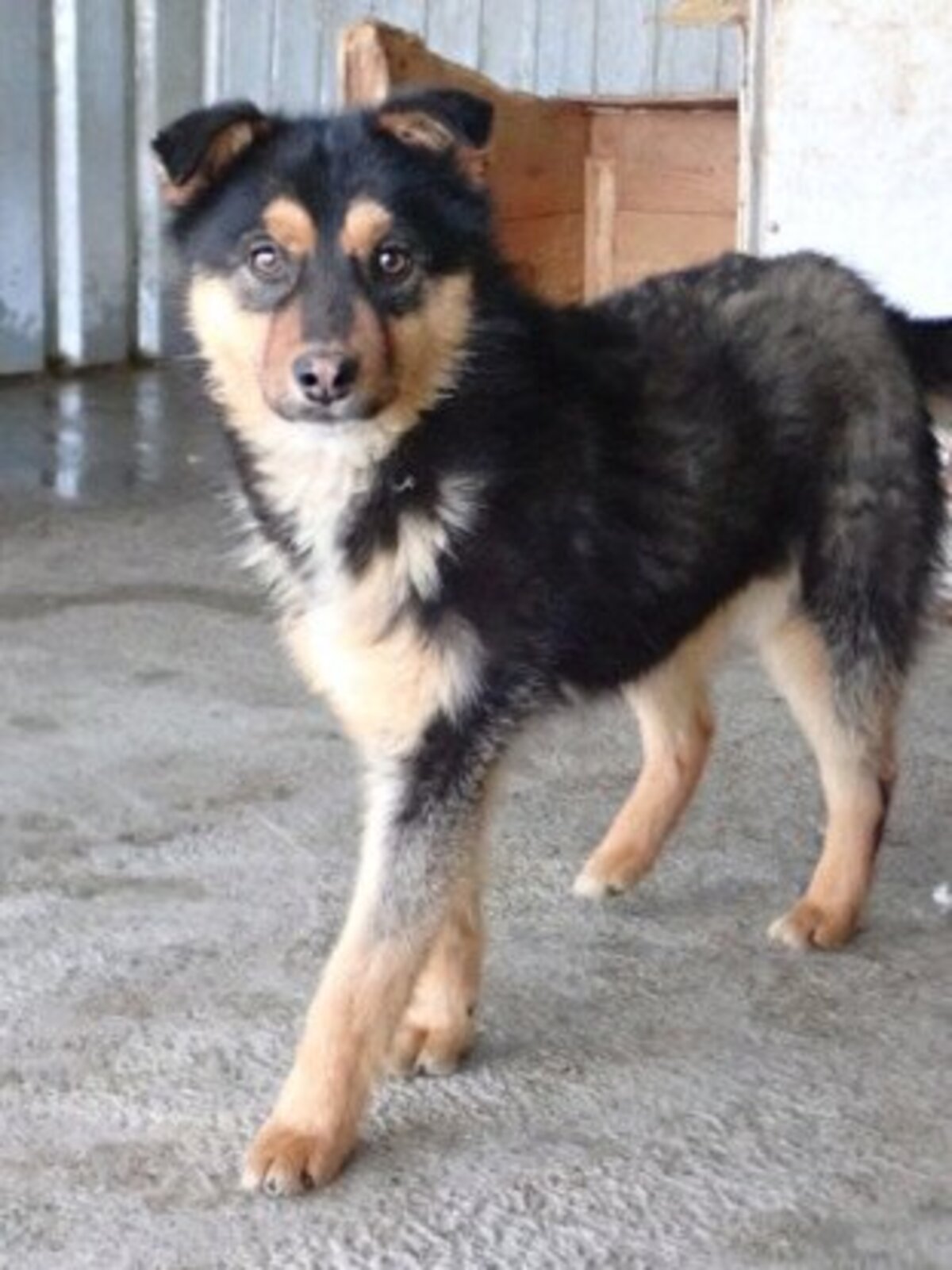 Adoption Olyne
