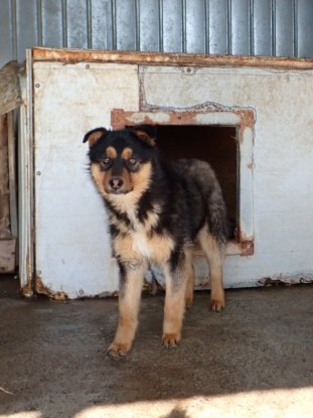 Adoption Olyne