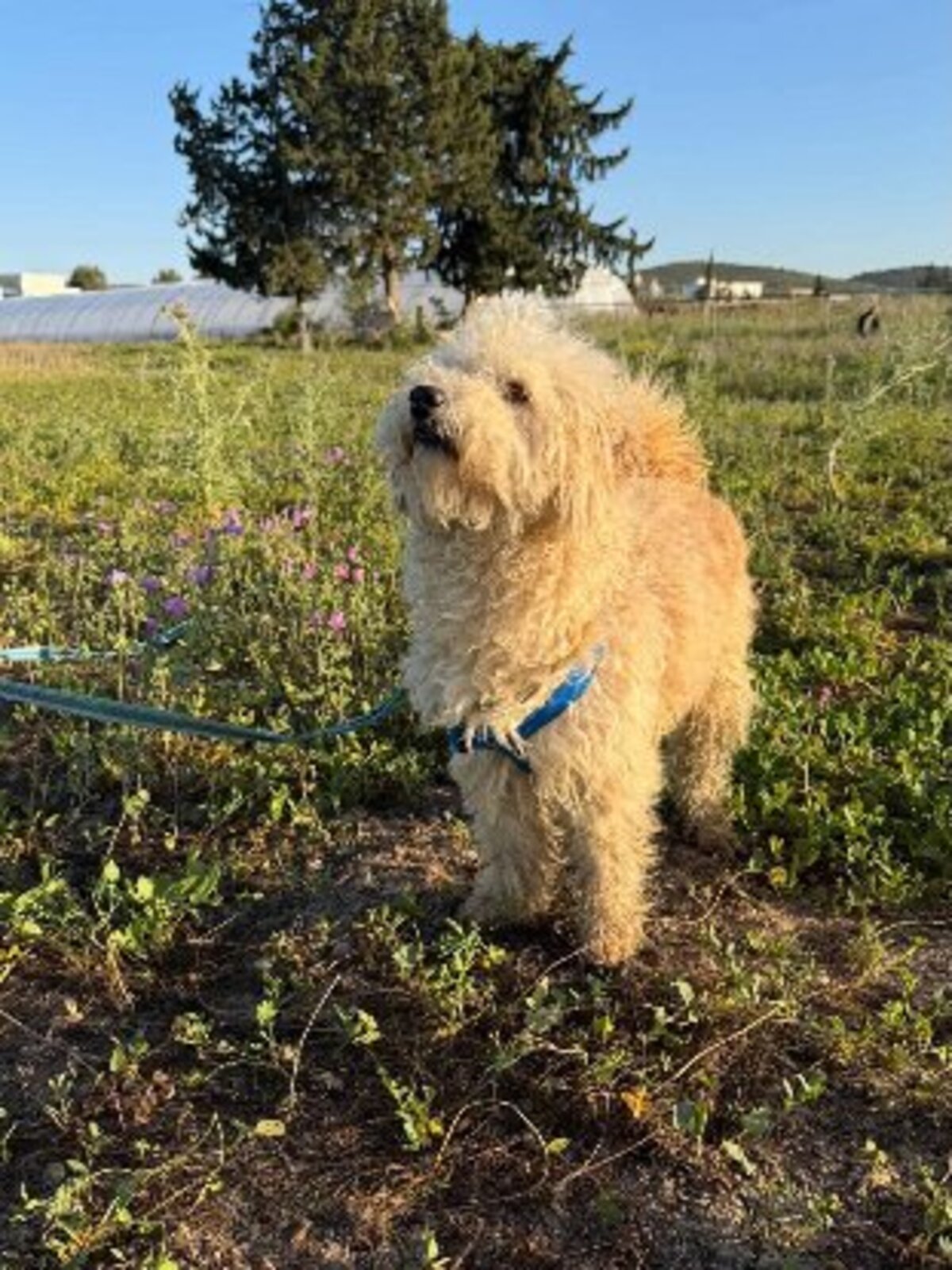 Adoption Omri