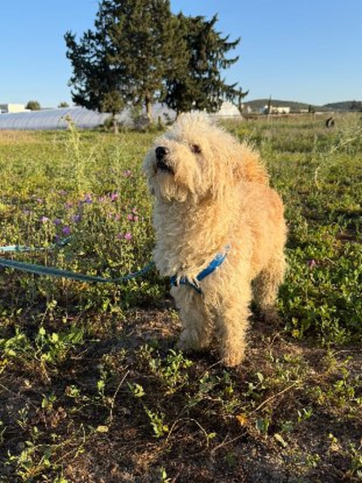 Adoption Omri