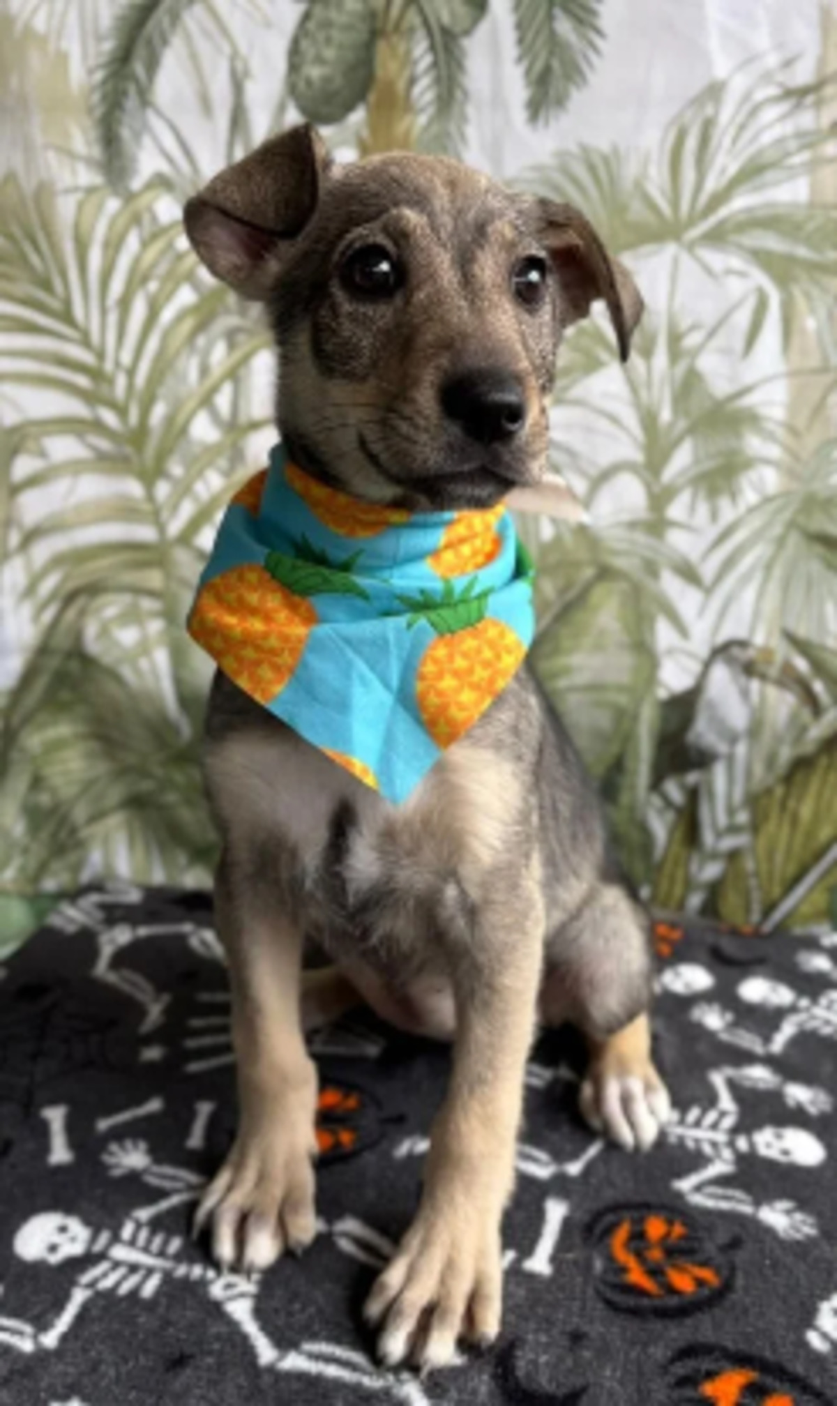 Adoption Opra