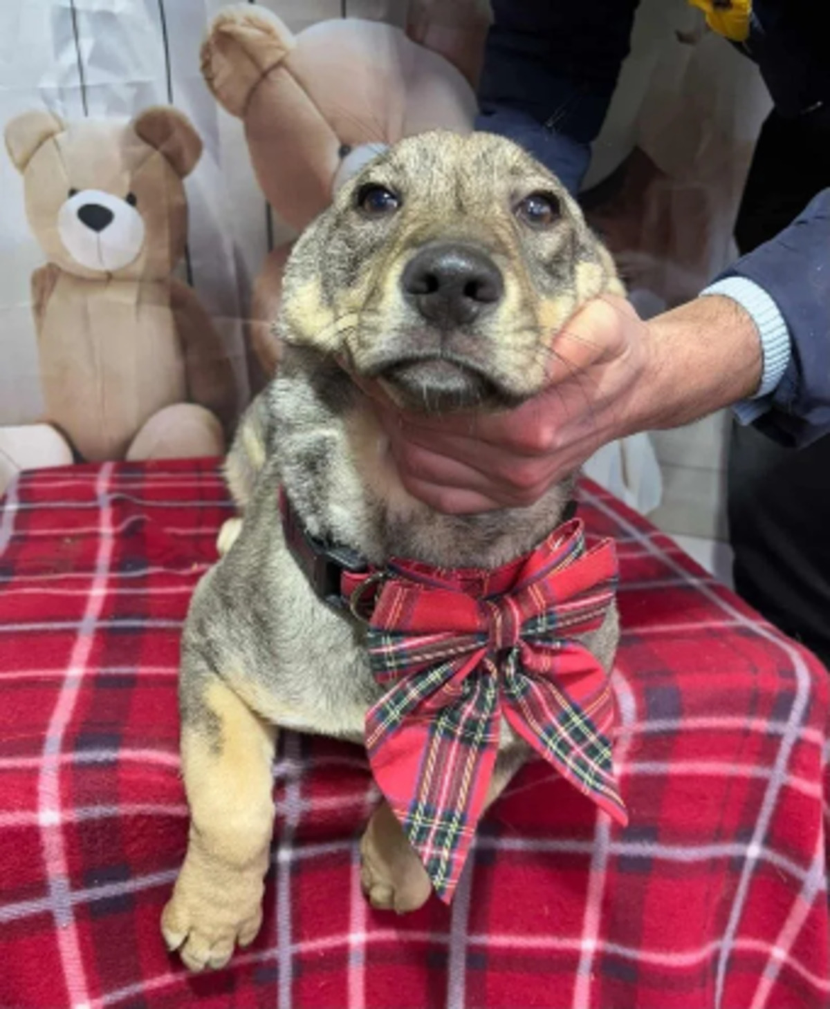 Adoption Opra