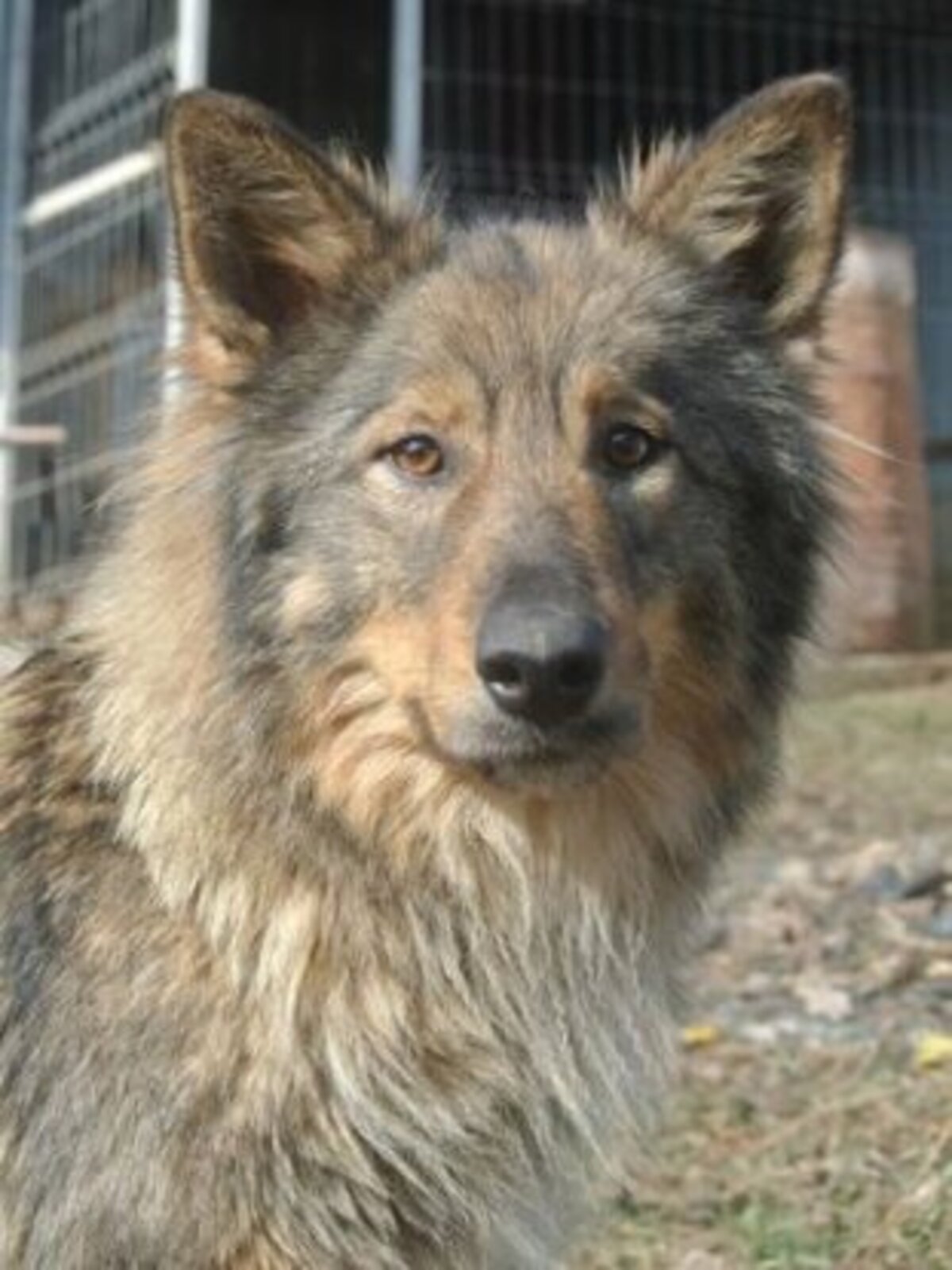 Adoption Orange