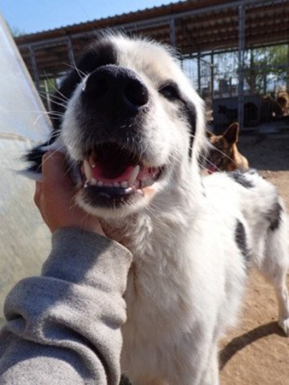 Adoption Oreo