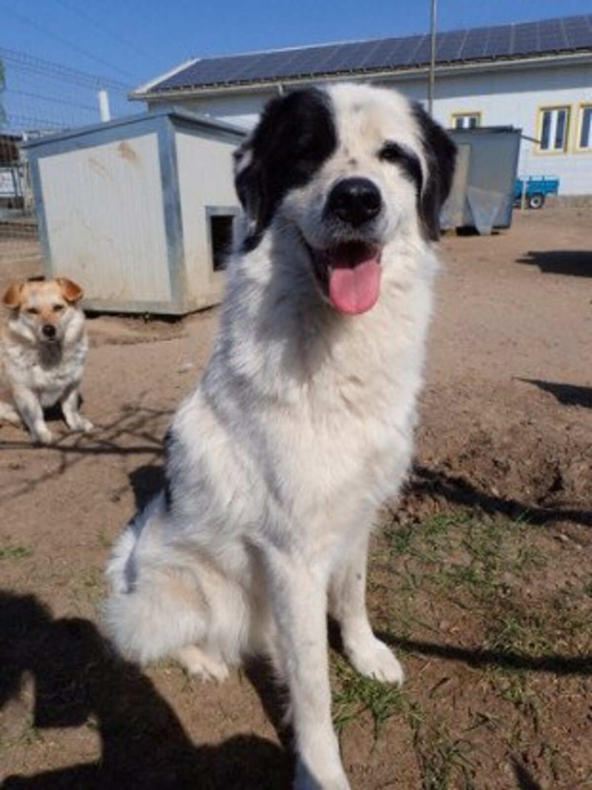 Adoption Oreo