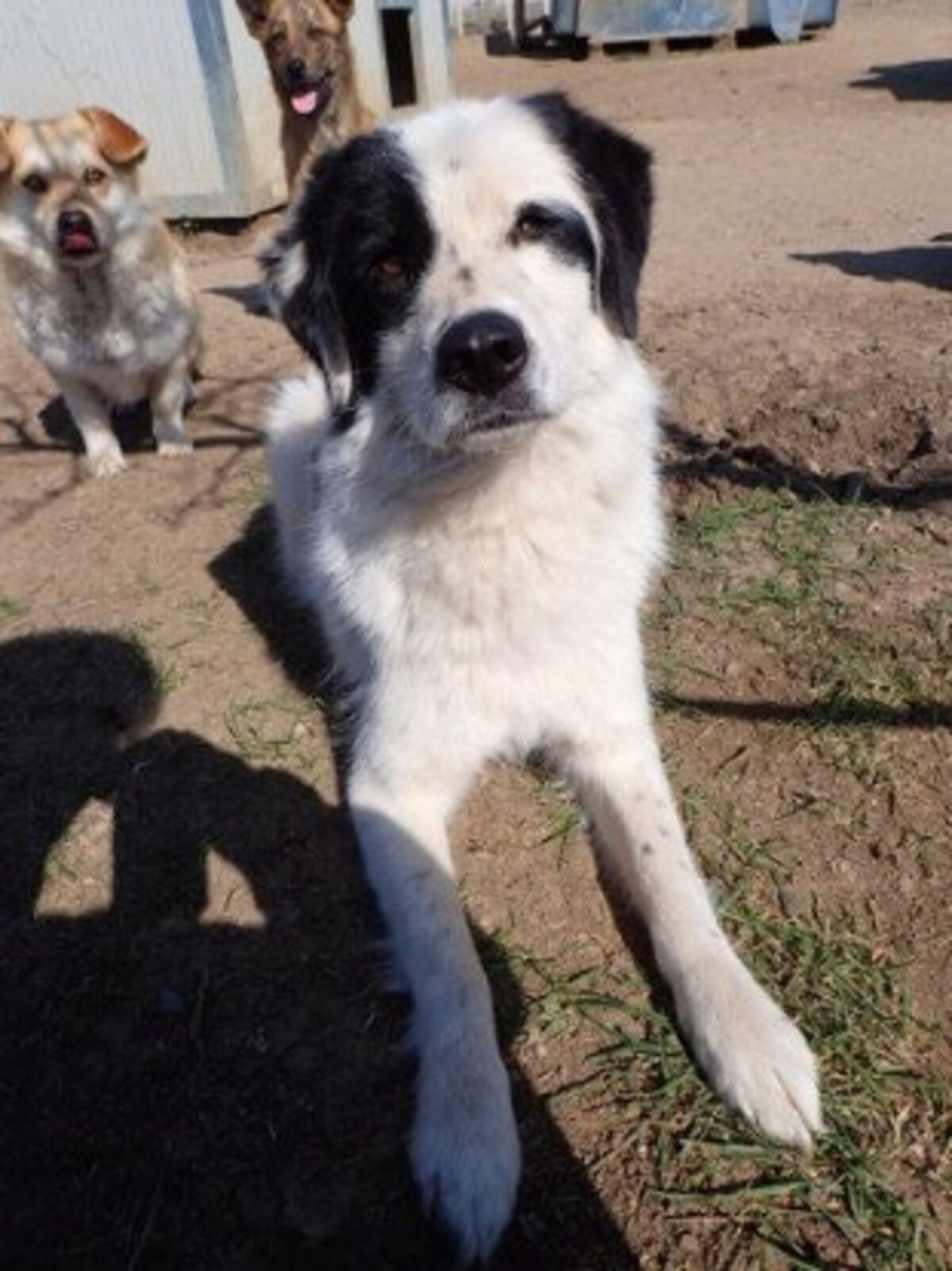 Adoption Oreo