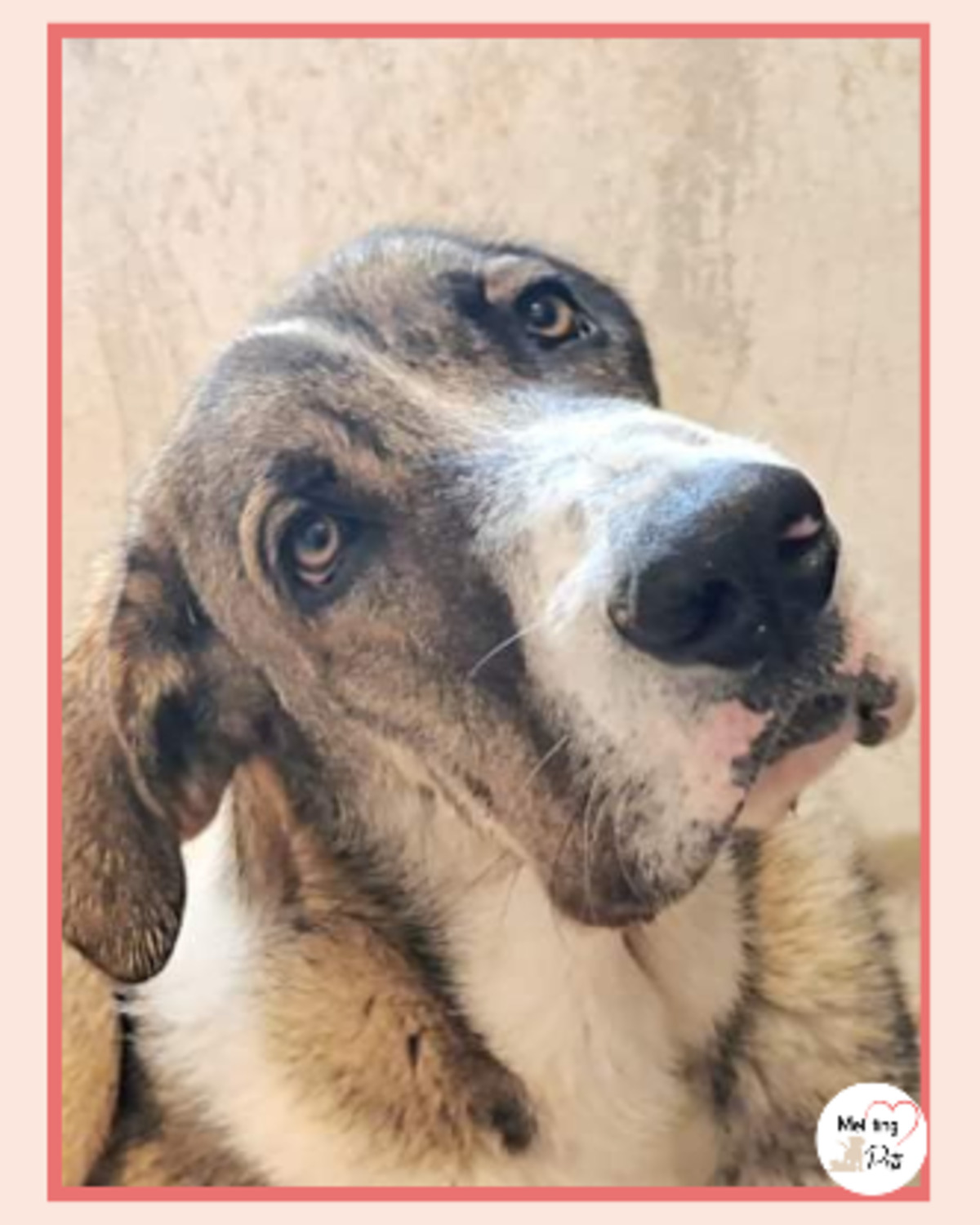 Adoption Orion