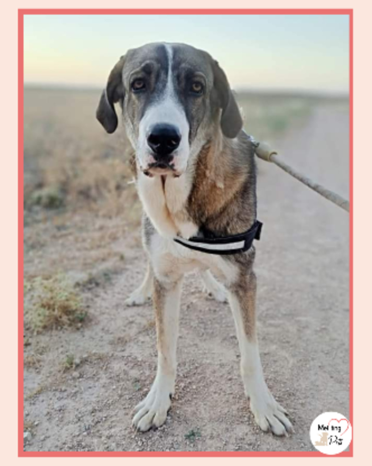 Adoption Orion