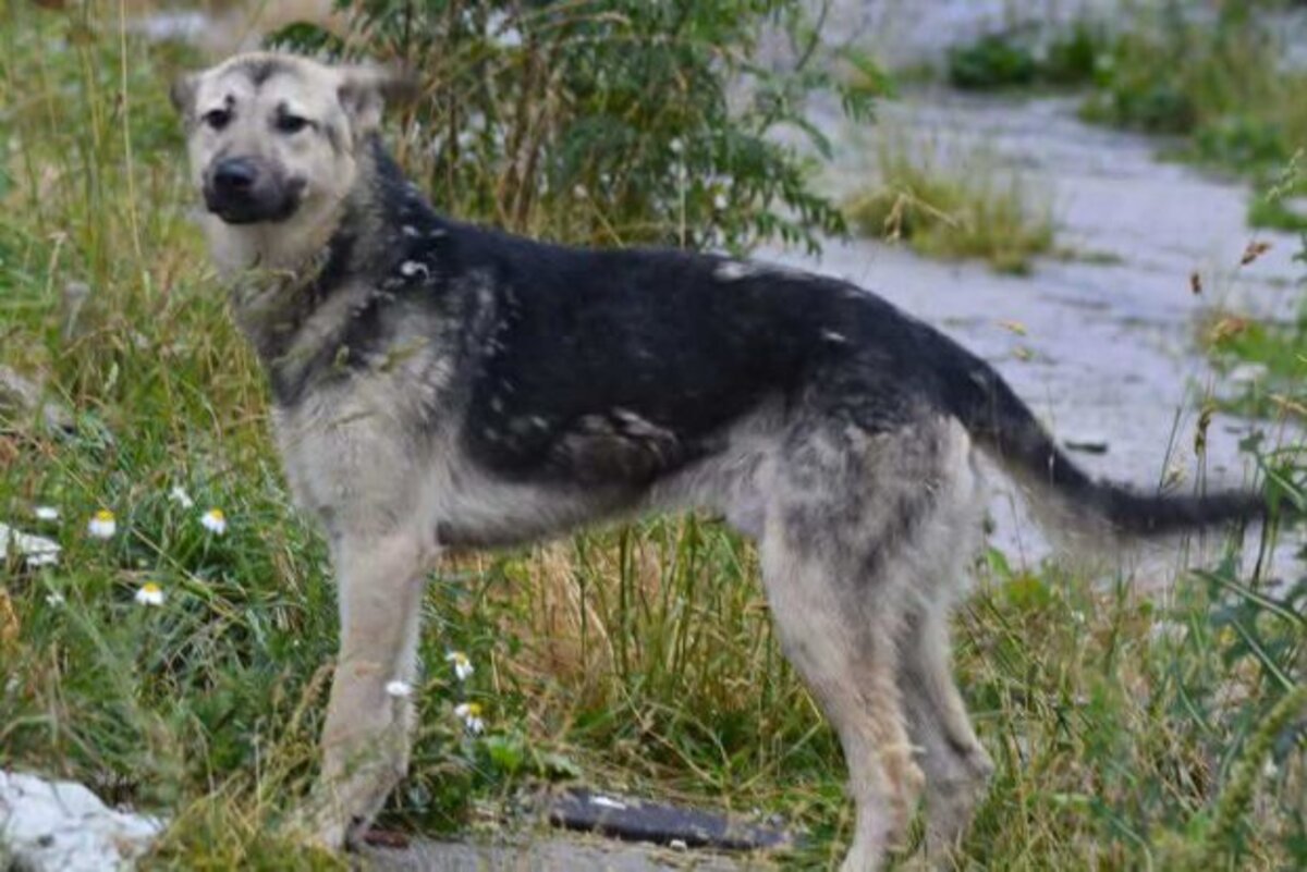 Adoption Orion