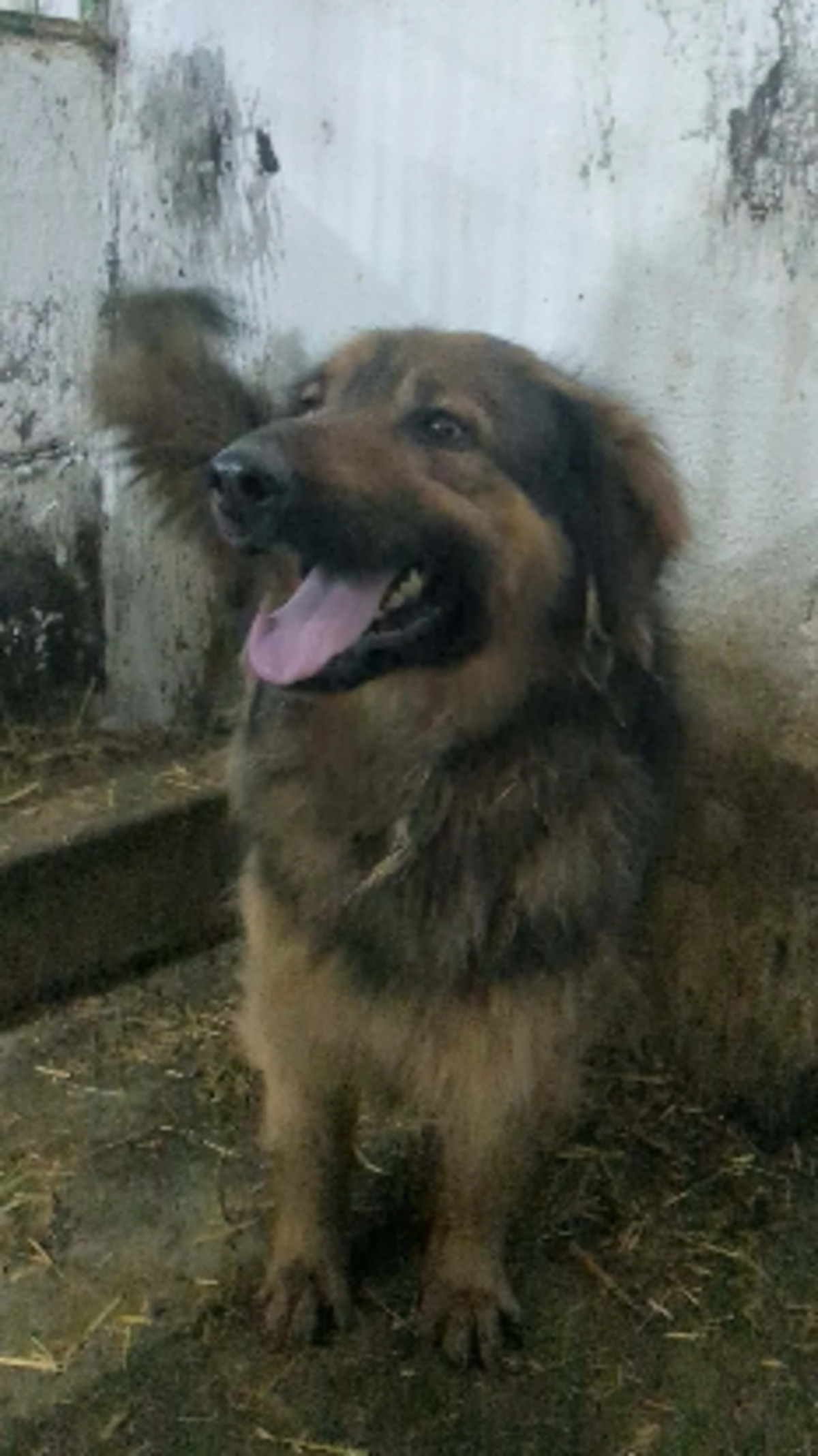 Adoption Orion