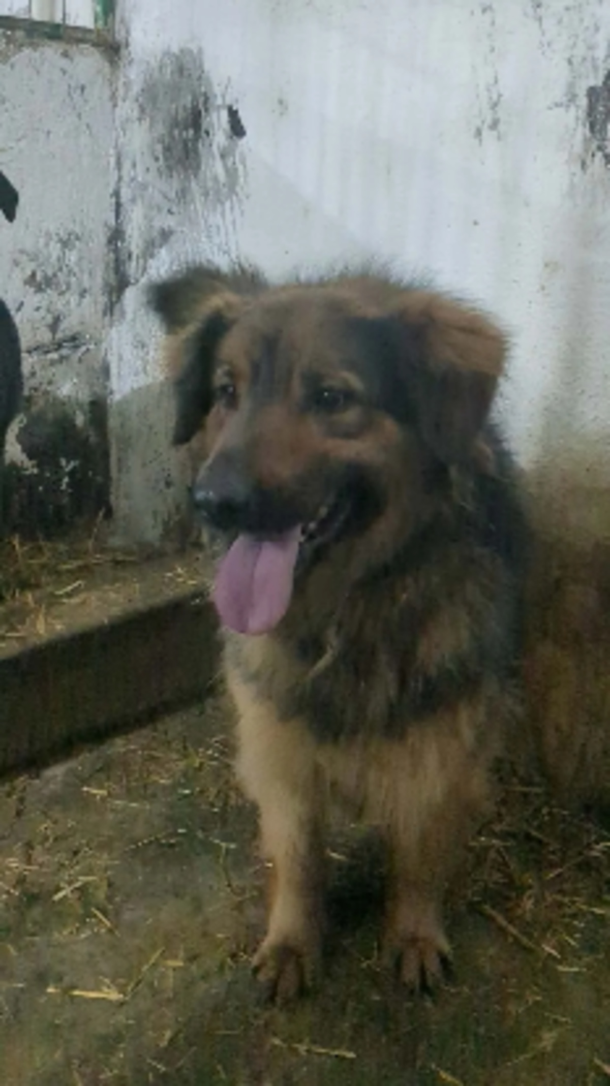 Adoption Orion