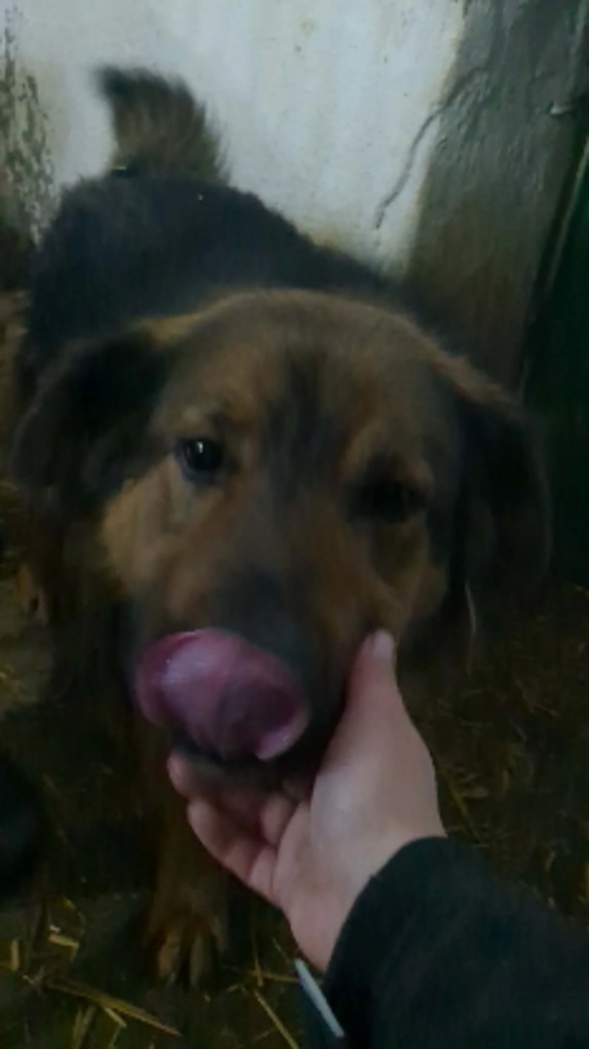 Adoption Orion